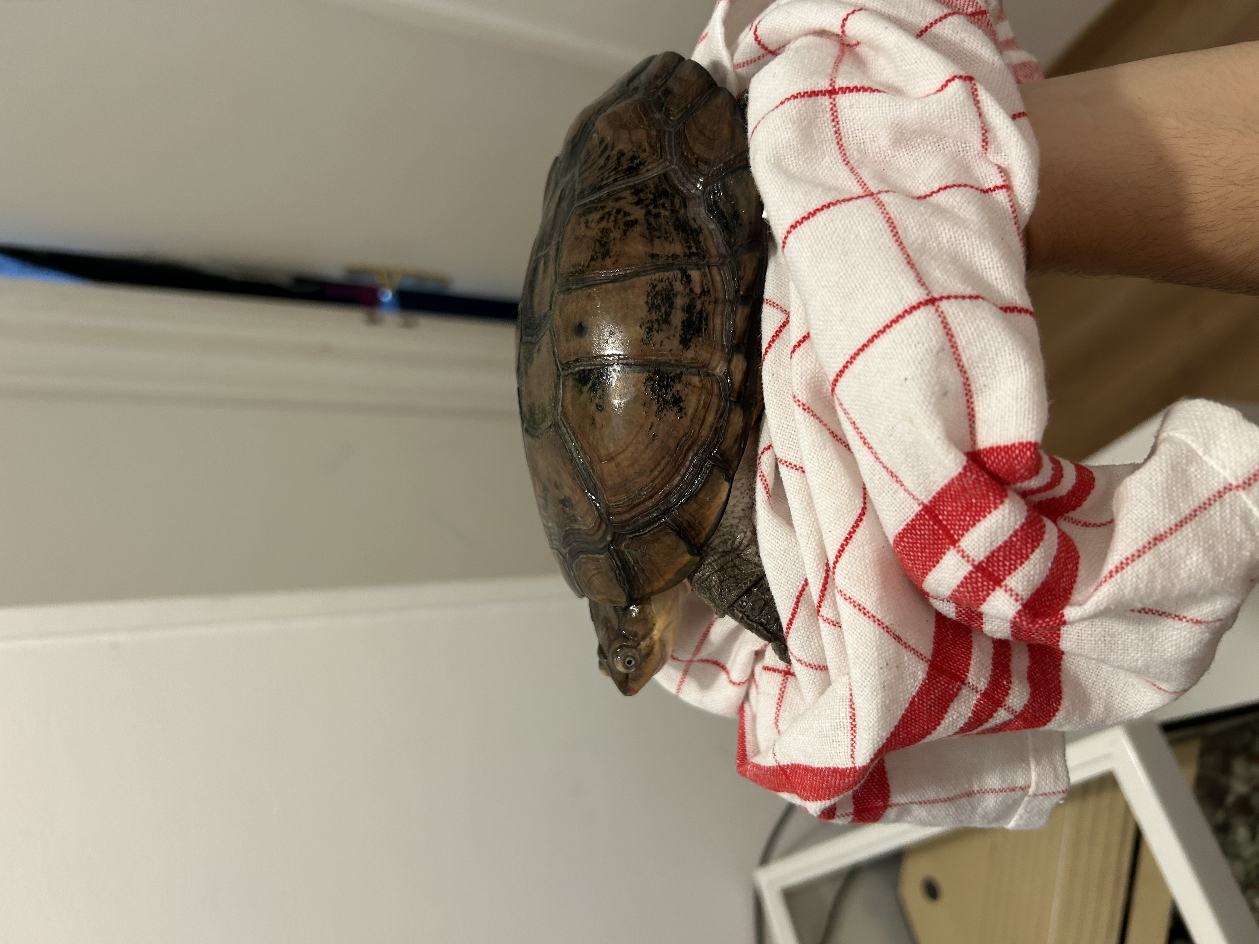 image-12
