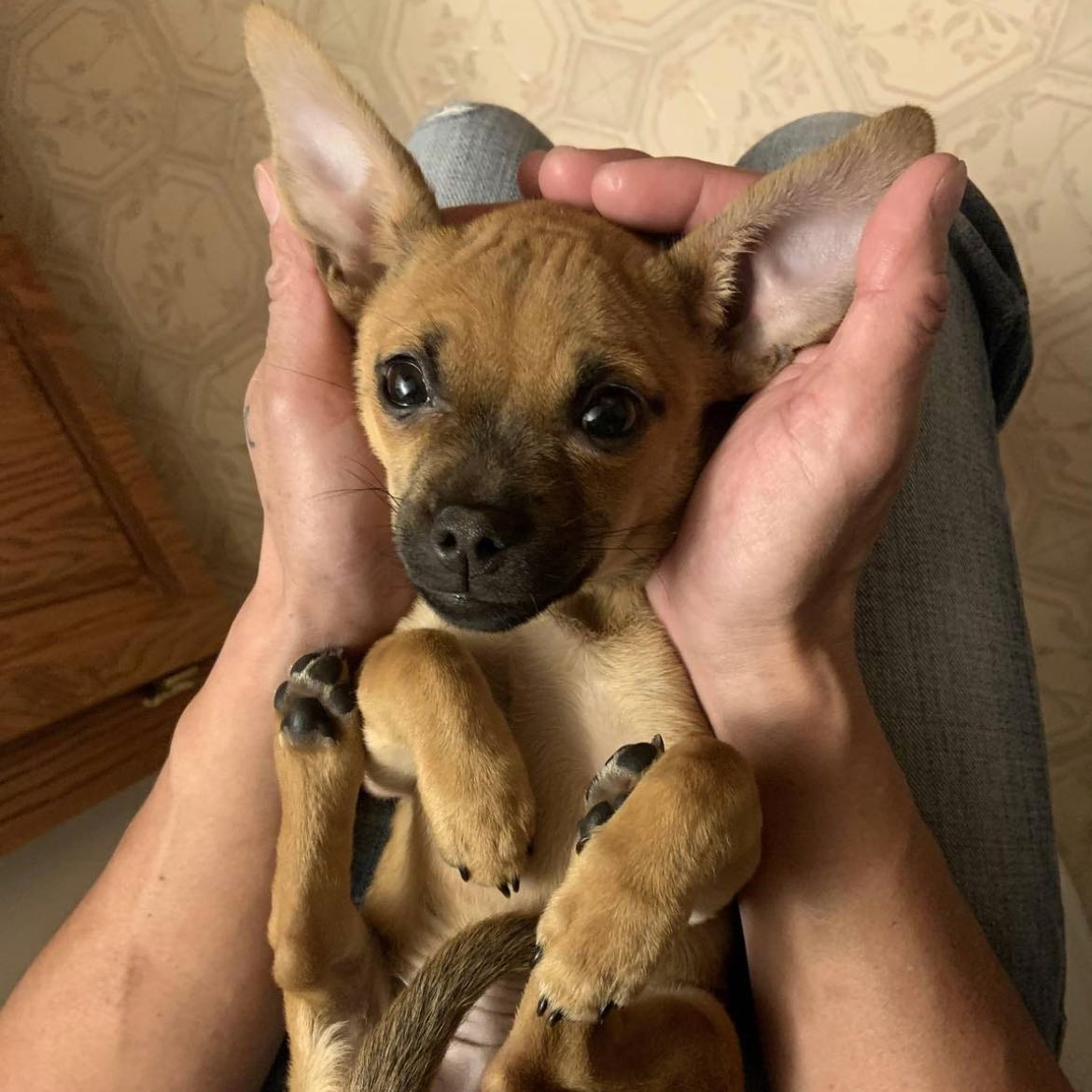 Peanut