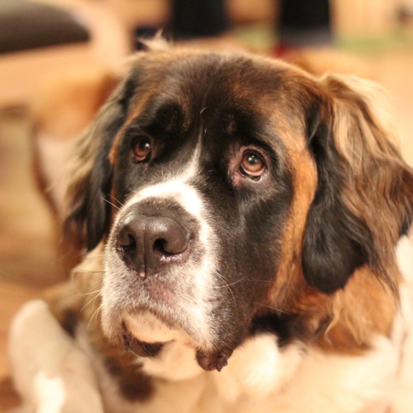  Bailey
