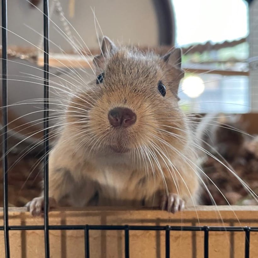 Amelia (Degu)