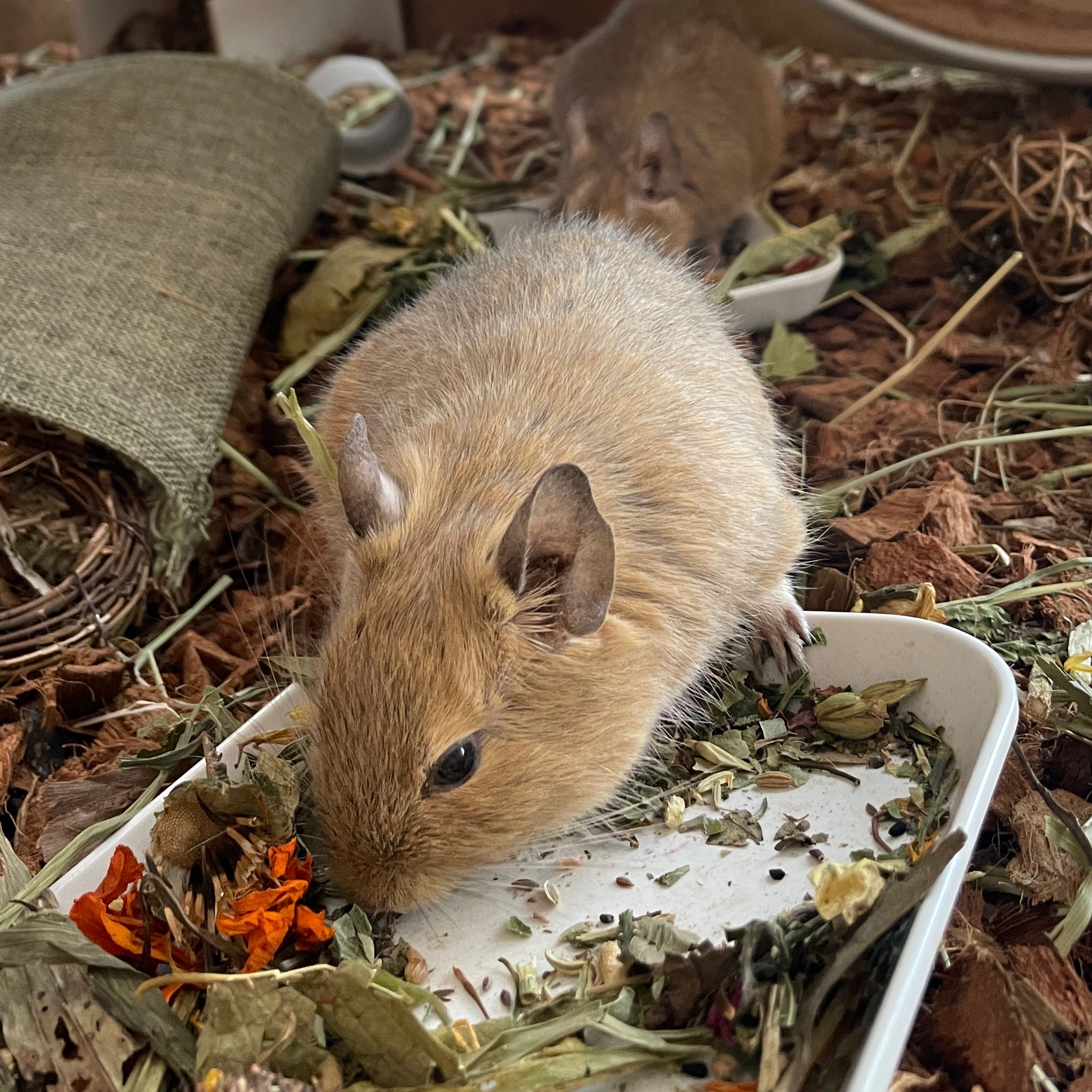Minerva (Degu)