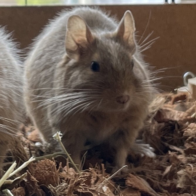 Zara (Degu)