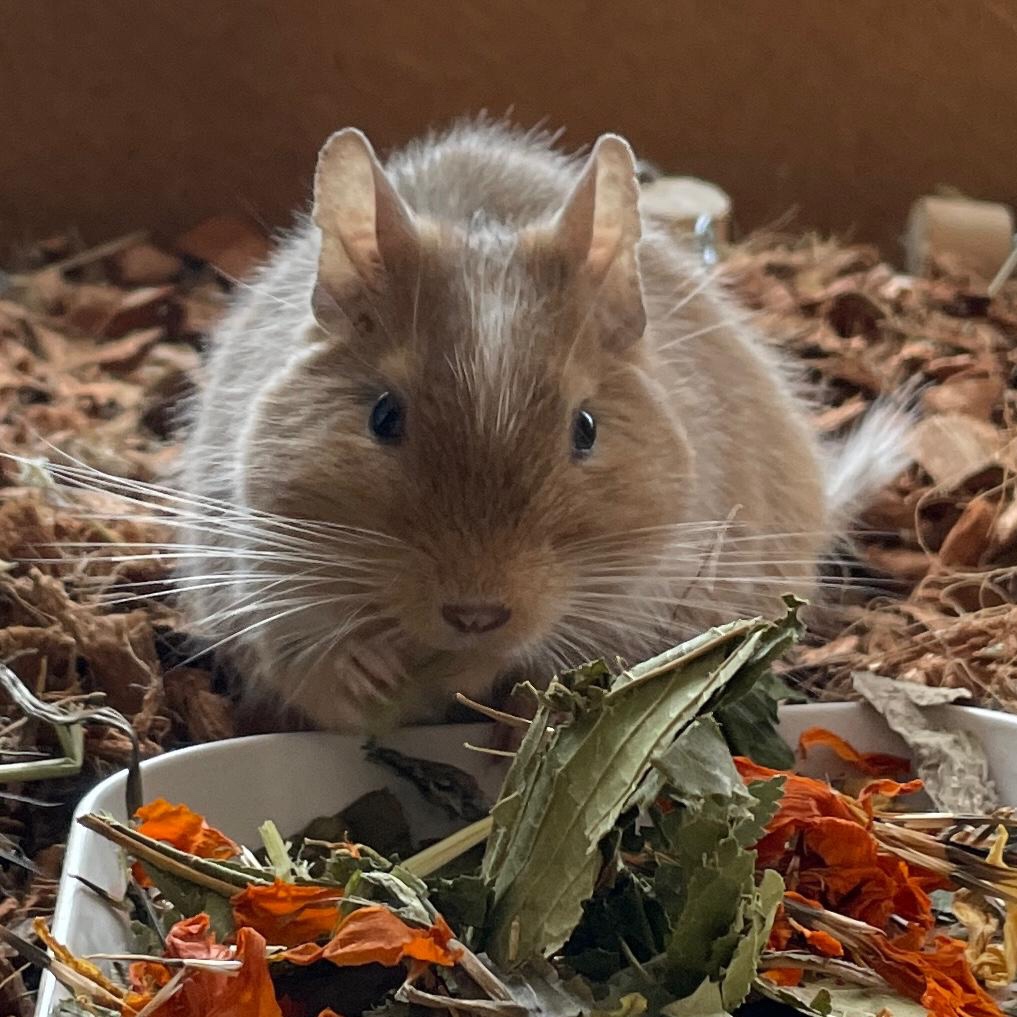 Leilani (Degu)