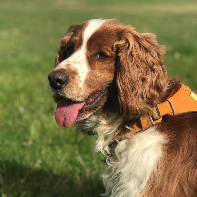 Archie