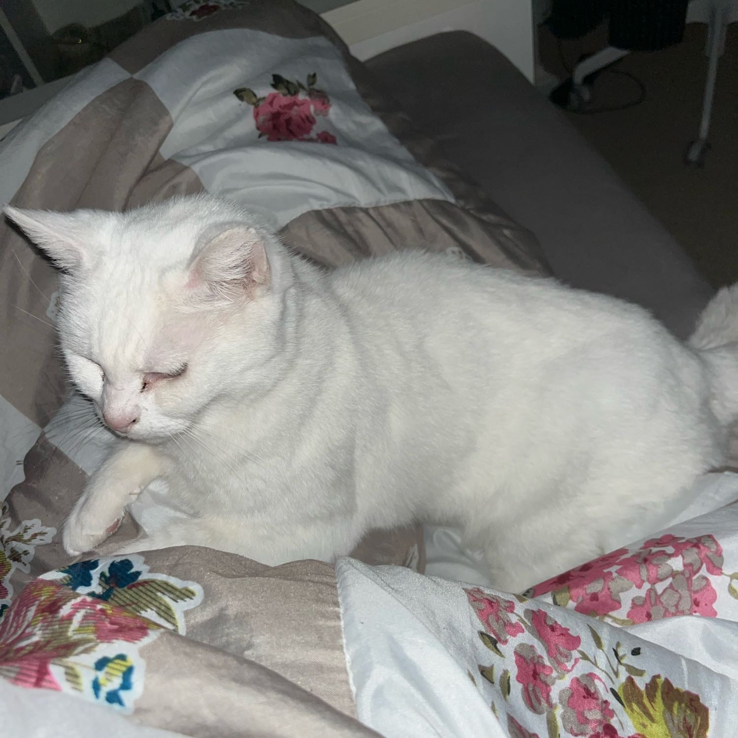 Miene