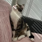 LEO