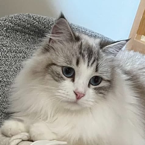 Lady