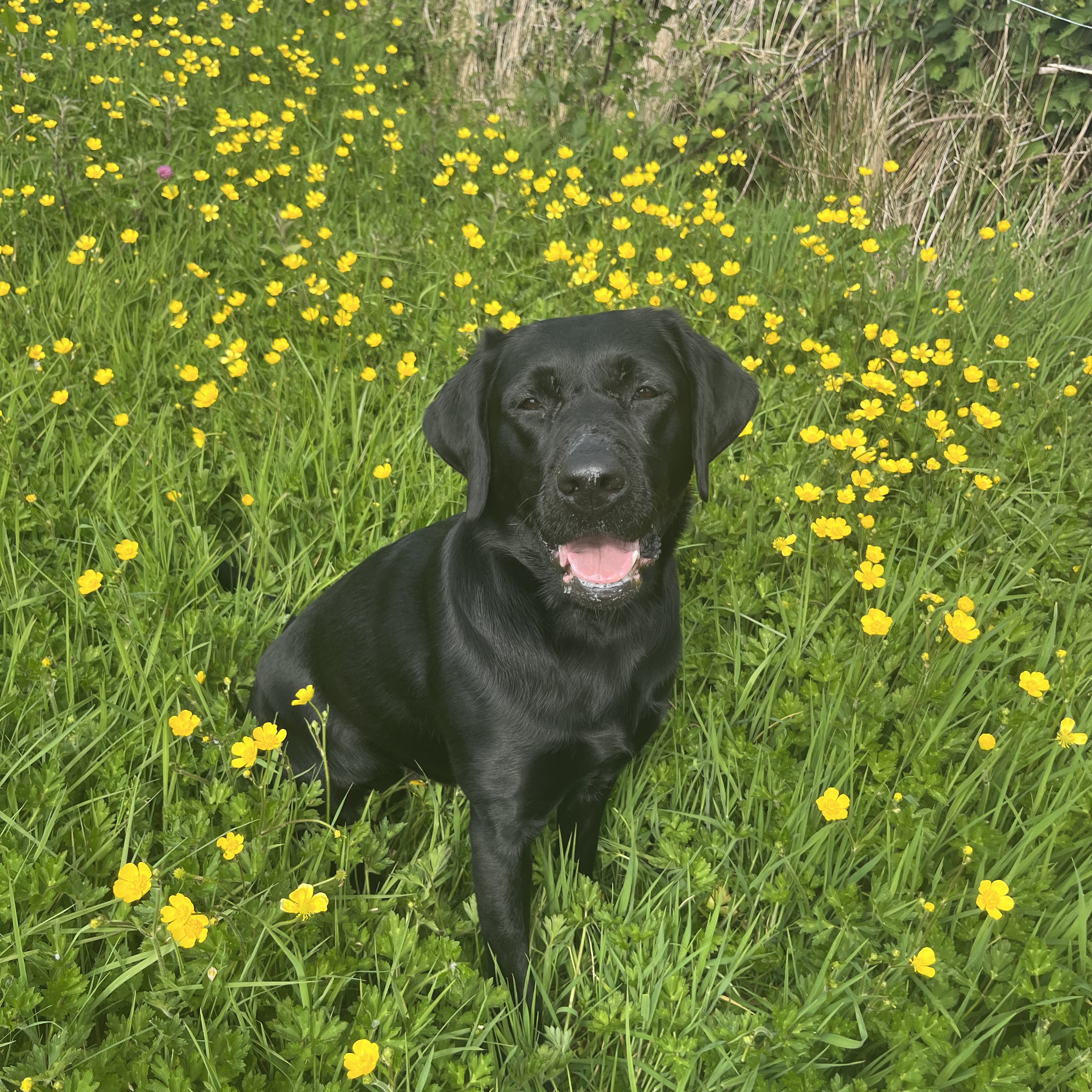 Luna