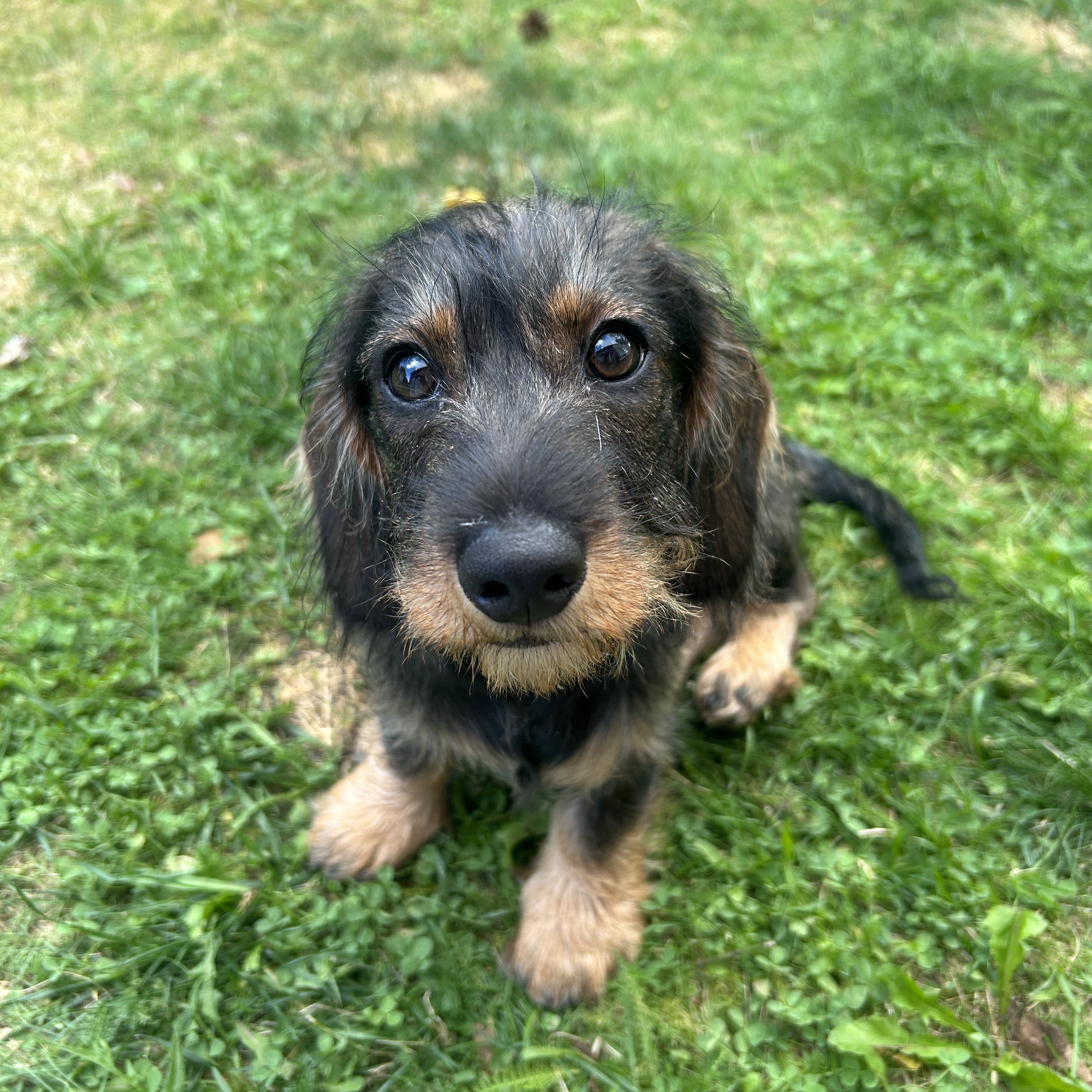 Mindi