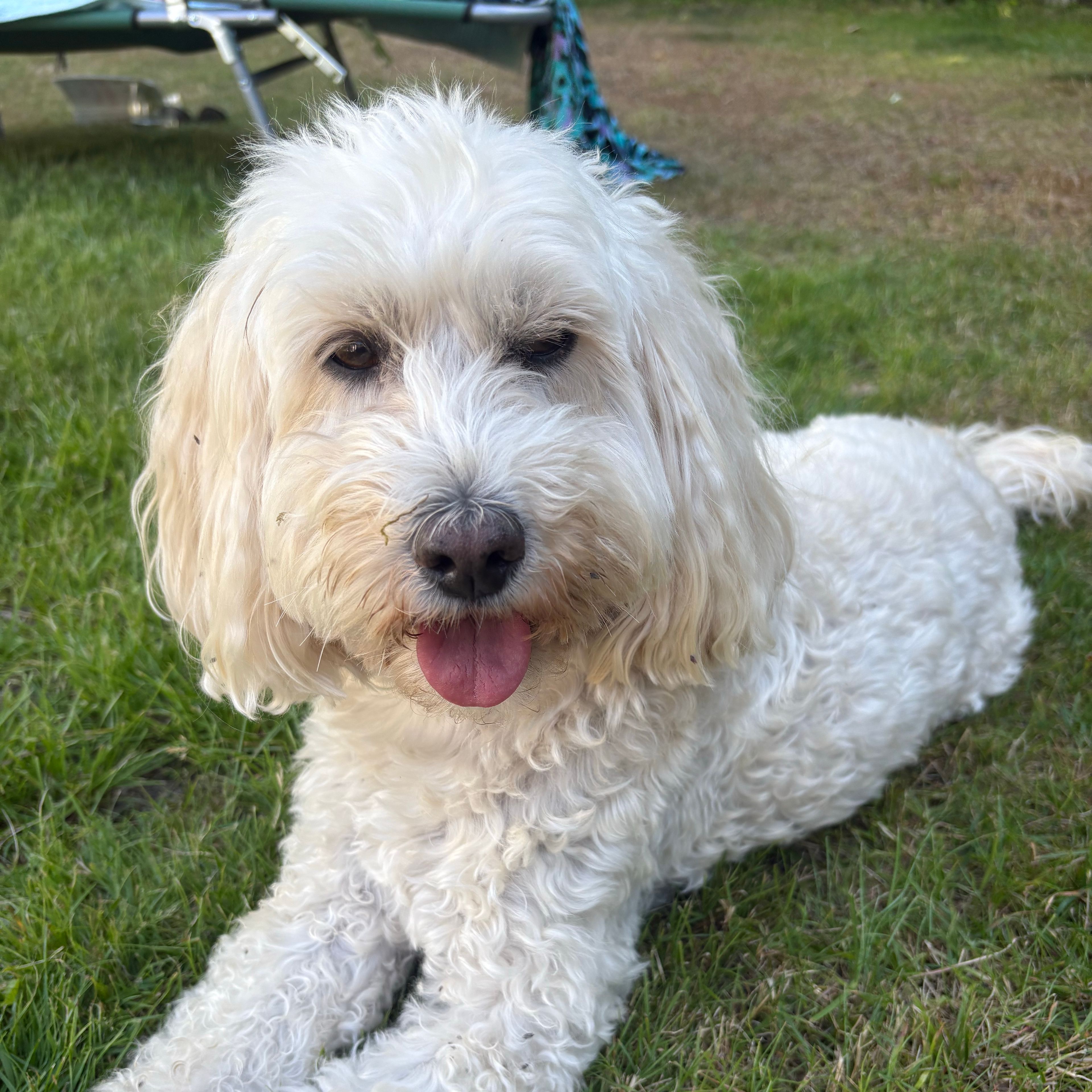 Poppy