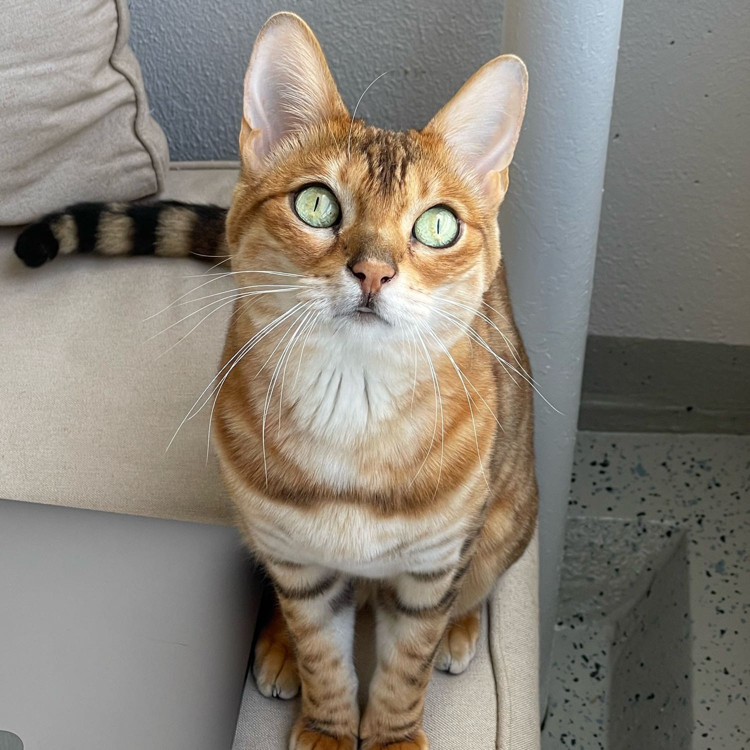 Coco