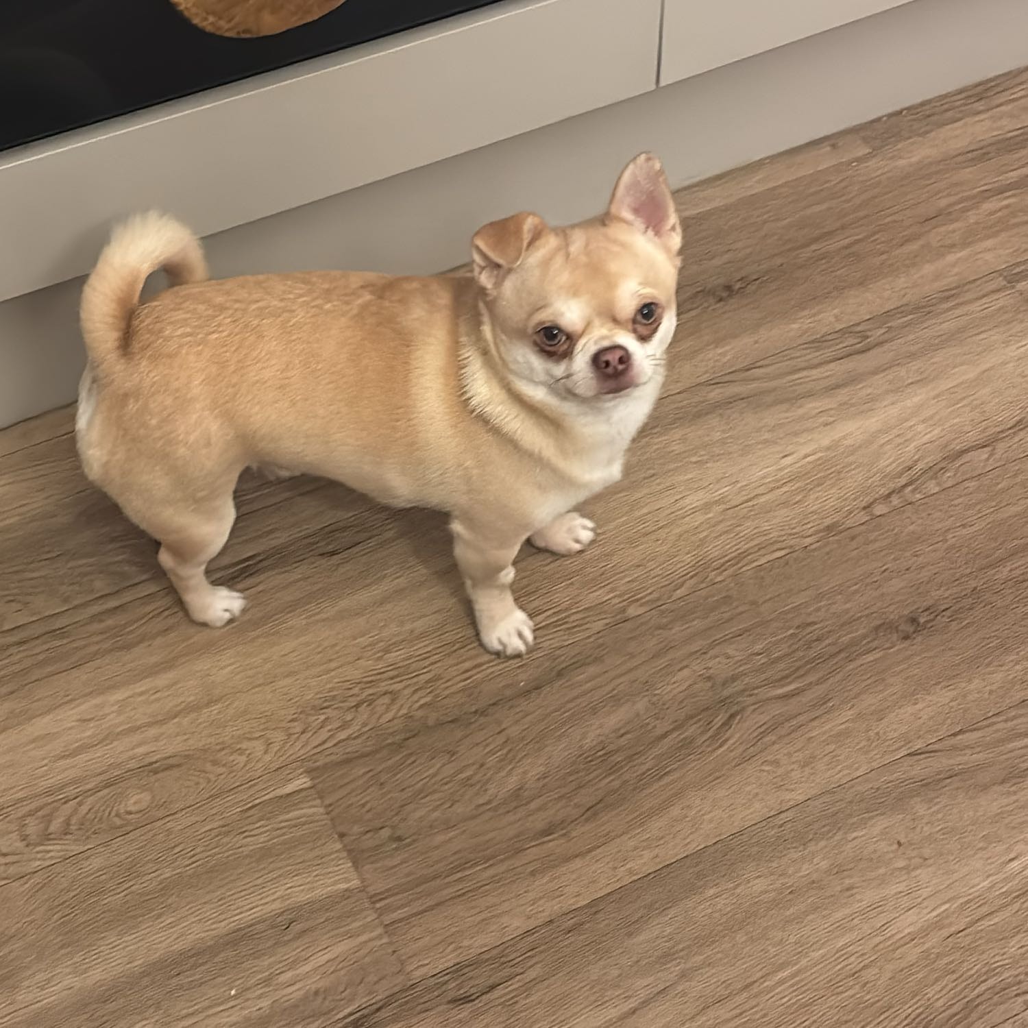 Milo 