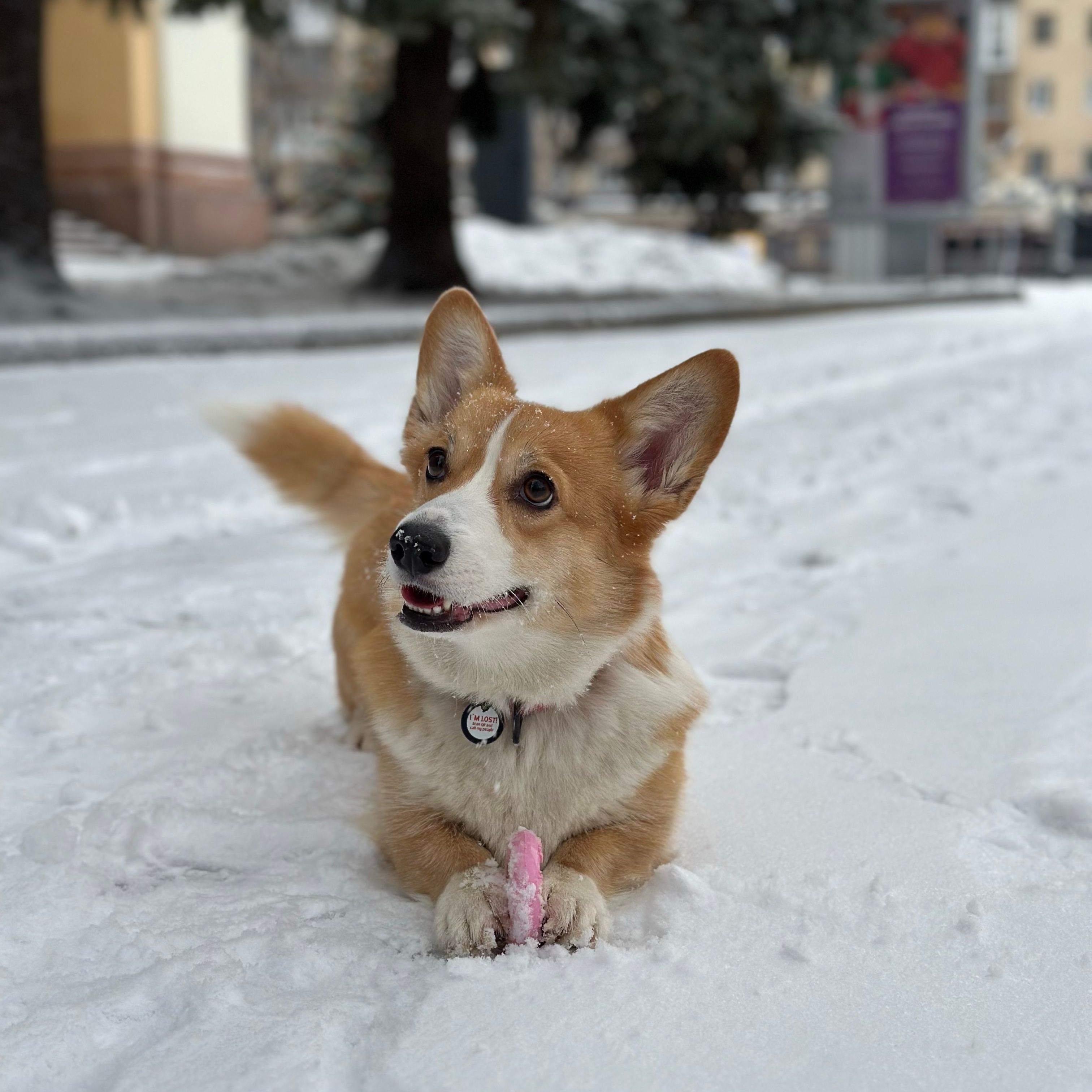 Foxi