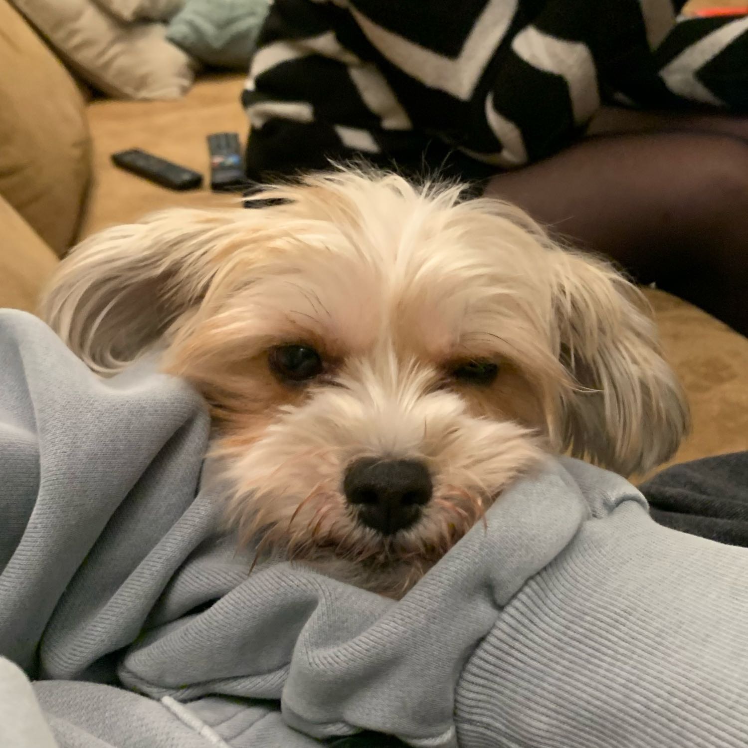 Pipa