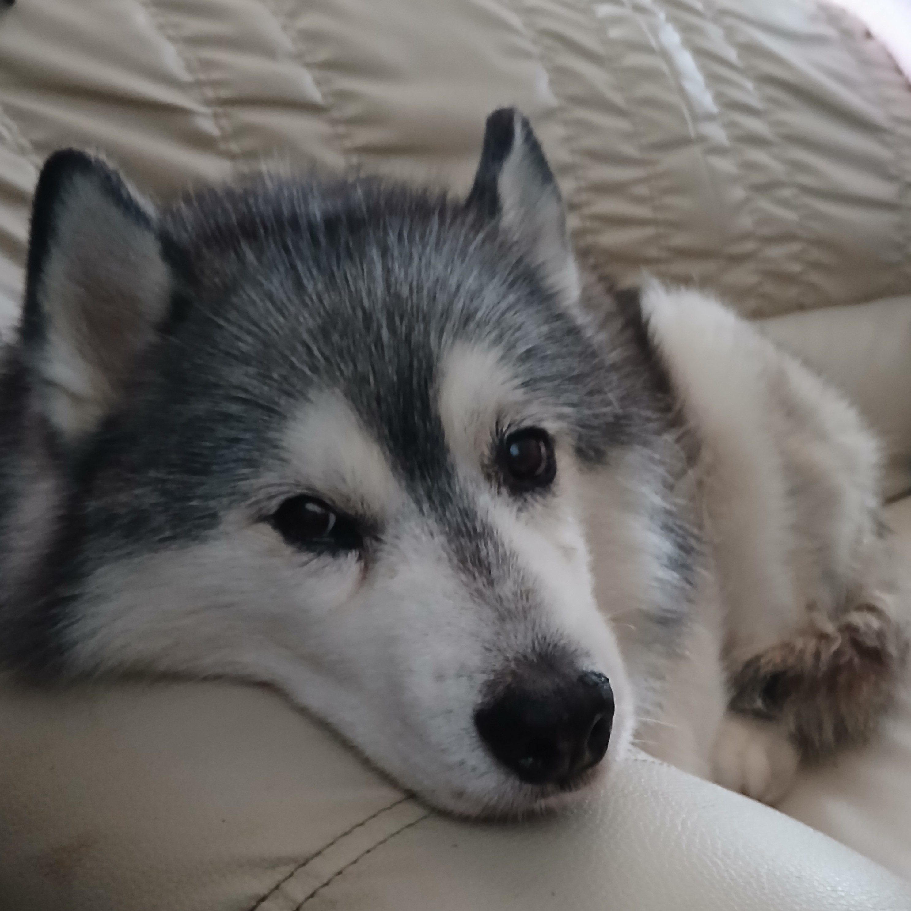 Sara