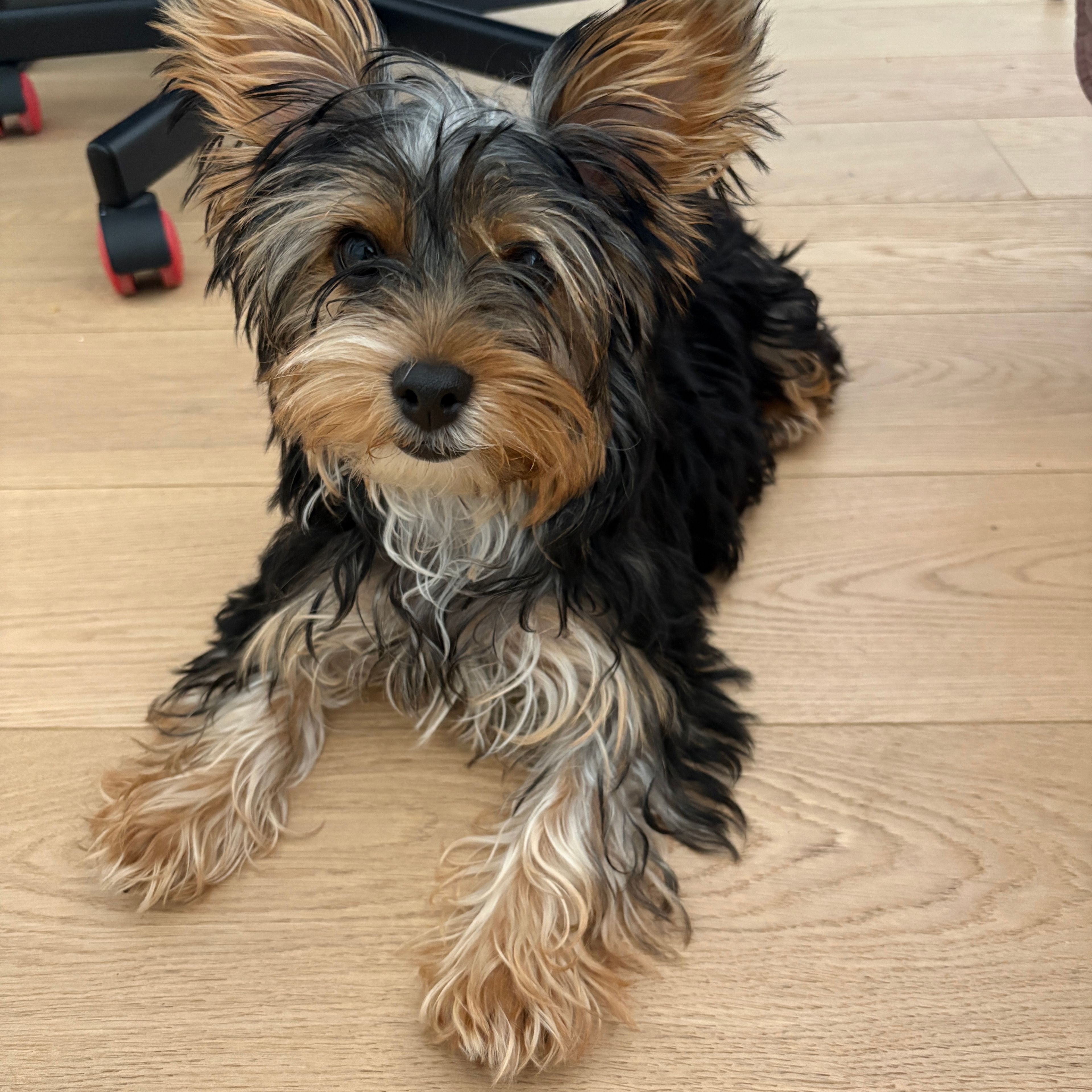 Lili