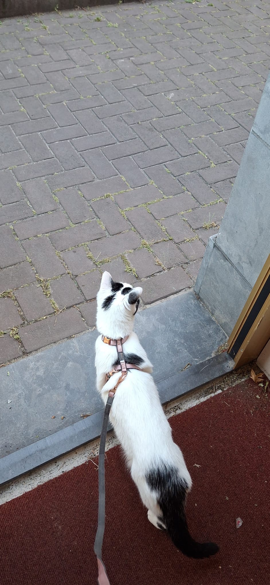 image-8