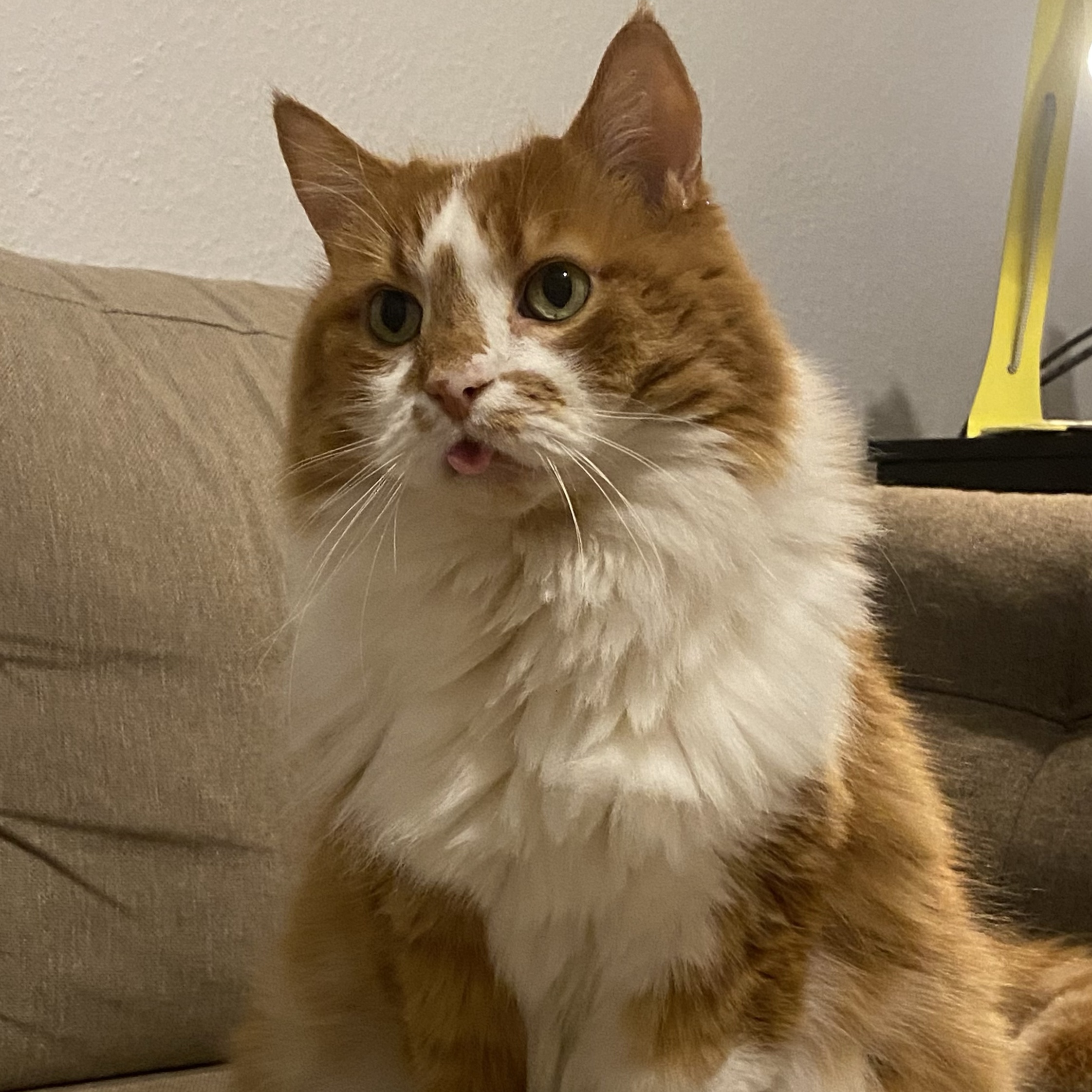 Pedro