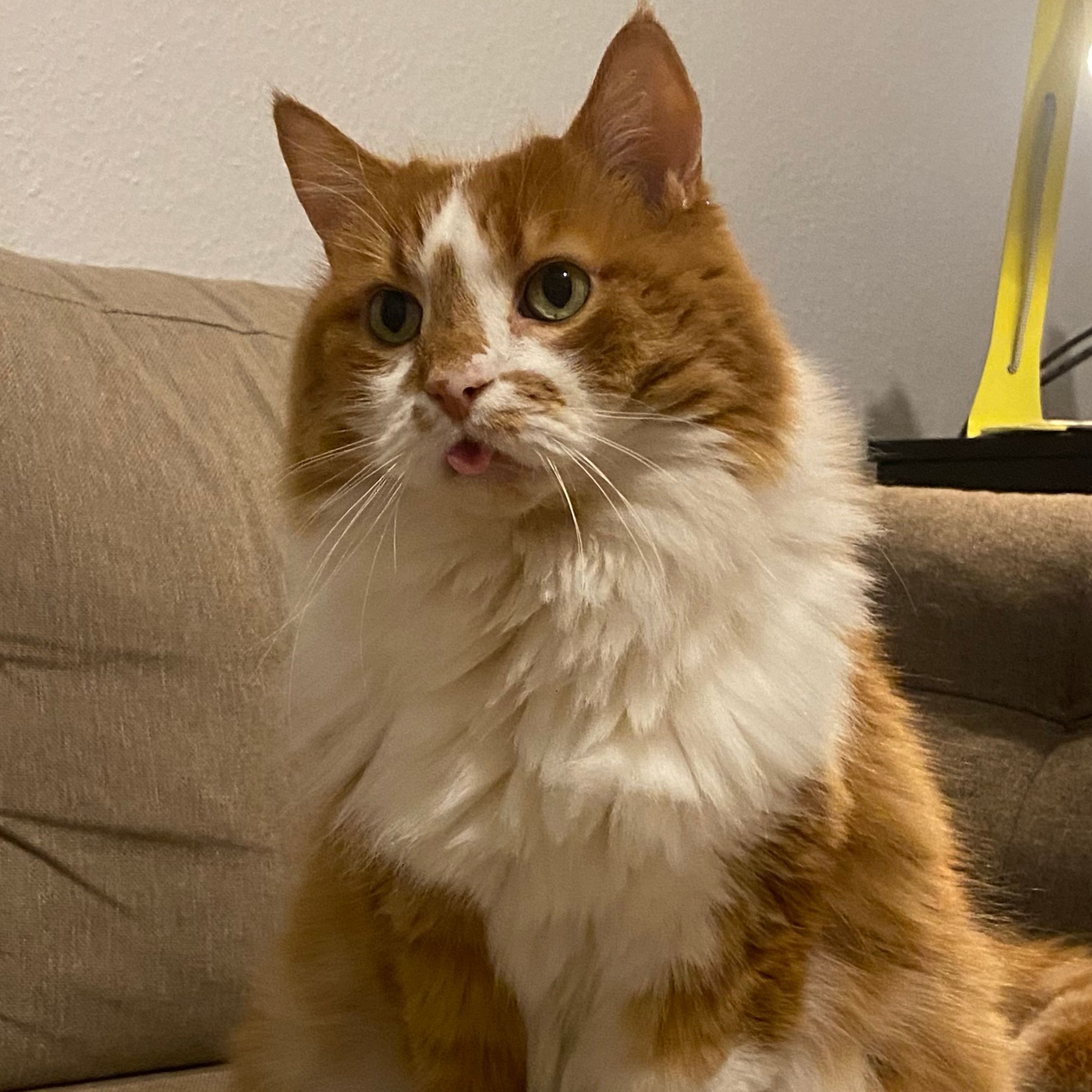 Pedro