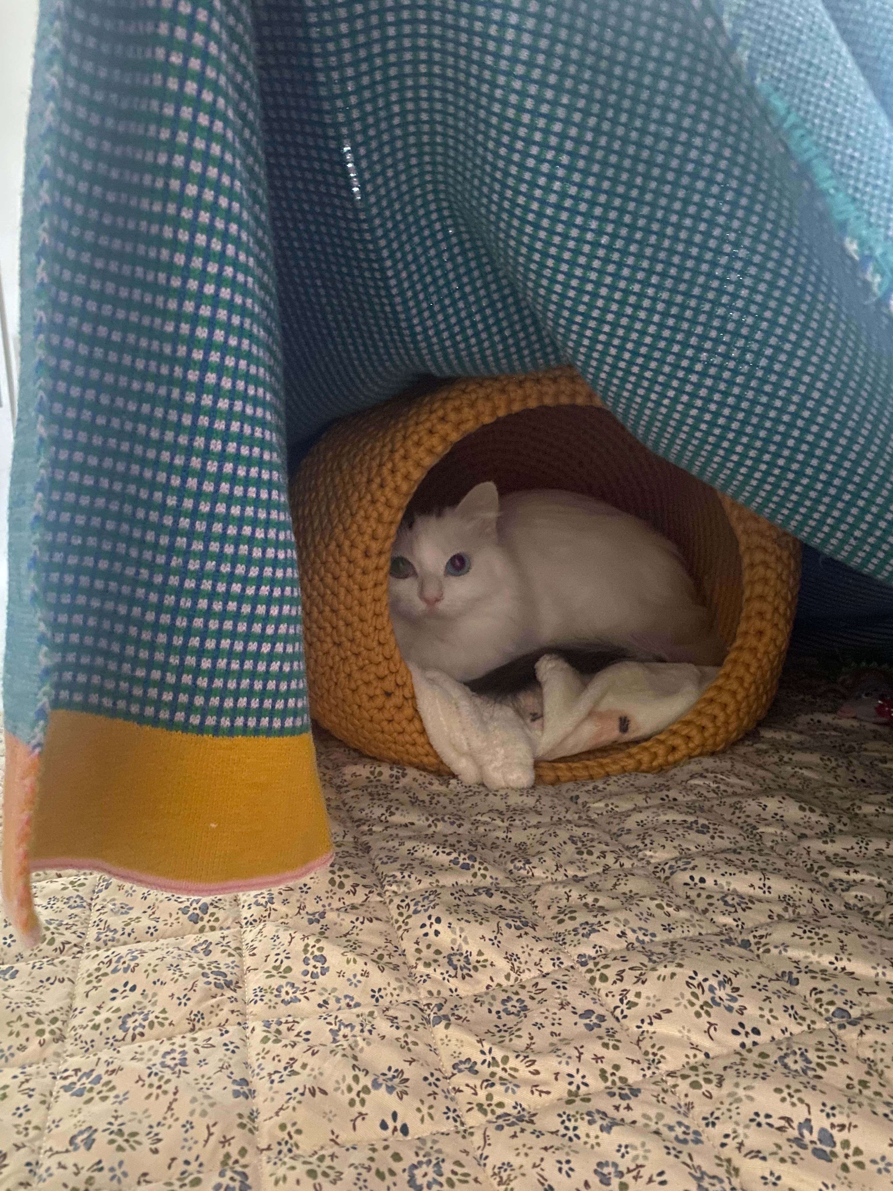 image-8