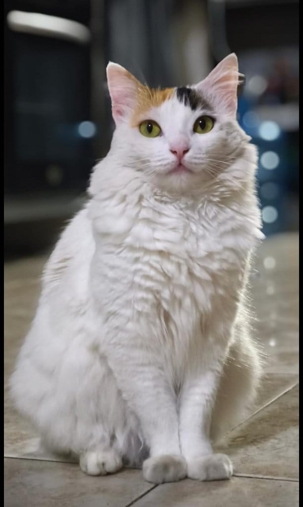 Kala