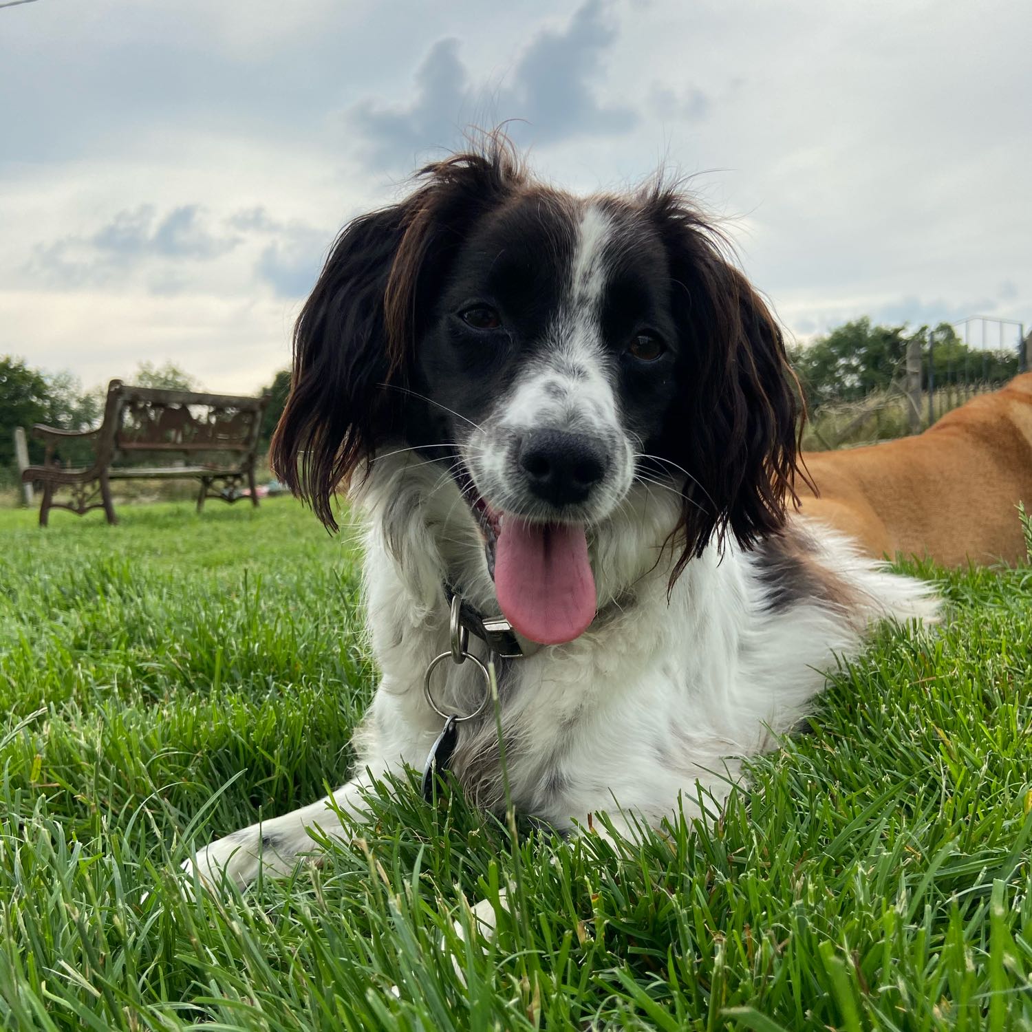 Sadie