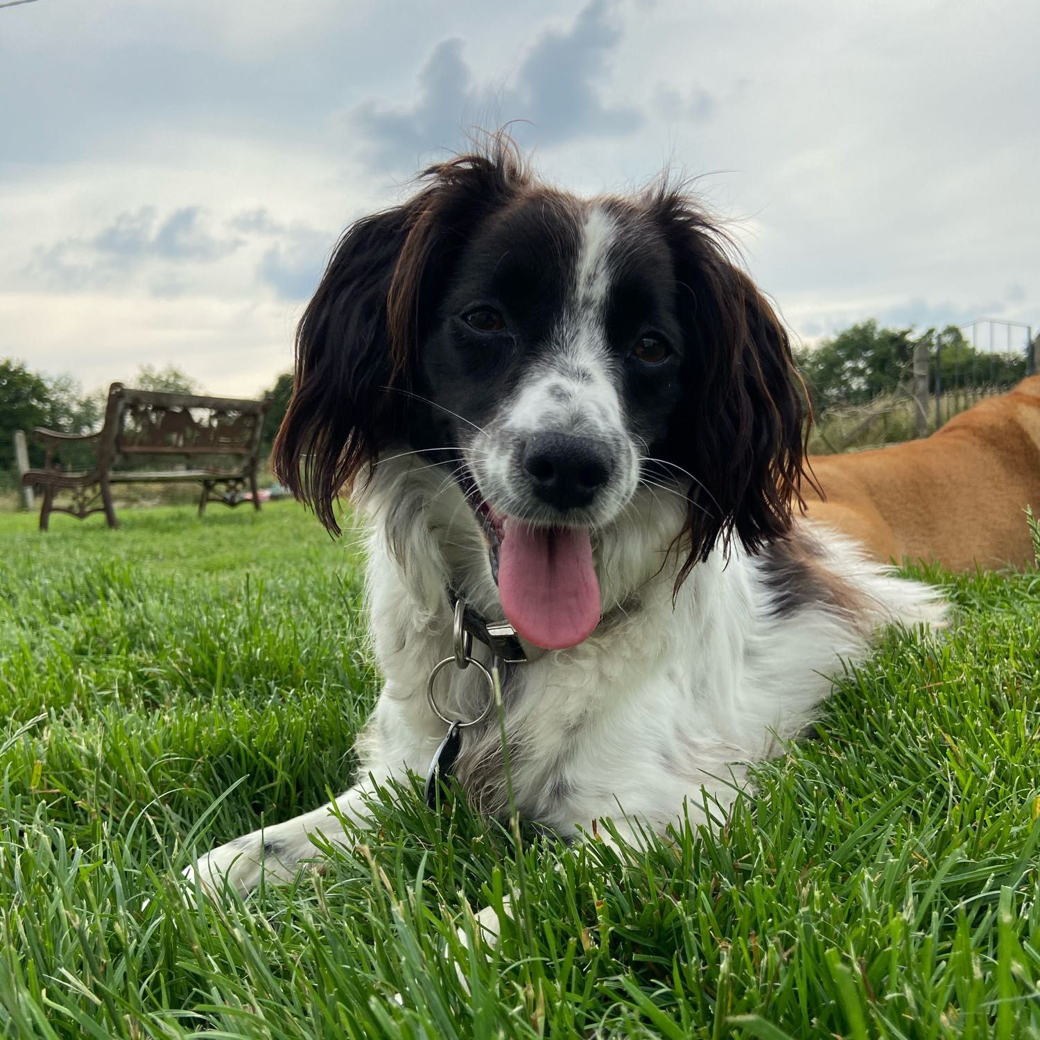 Sadie