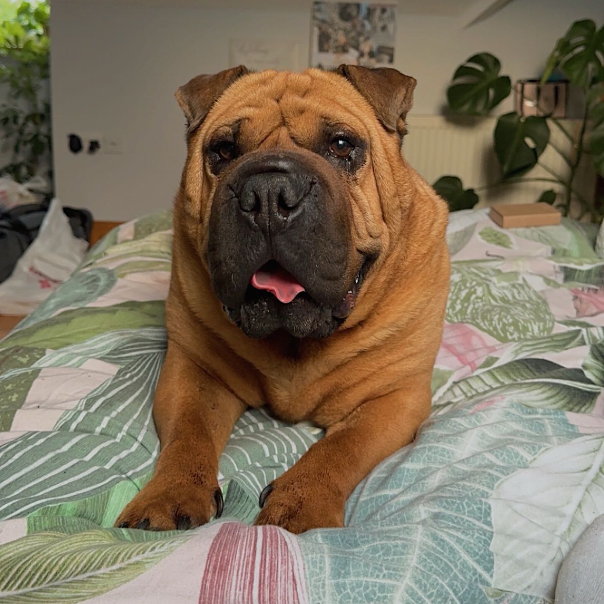 Hank 