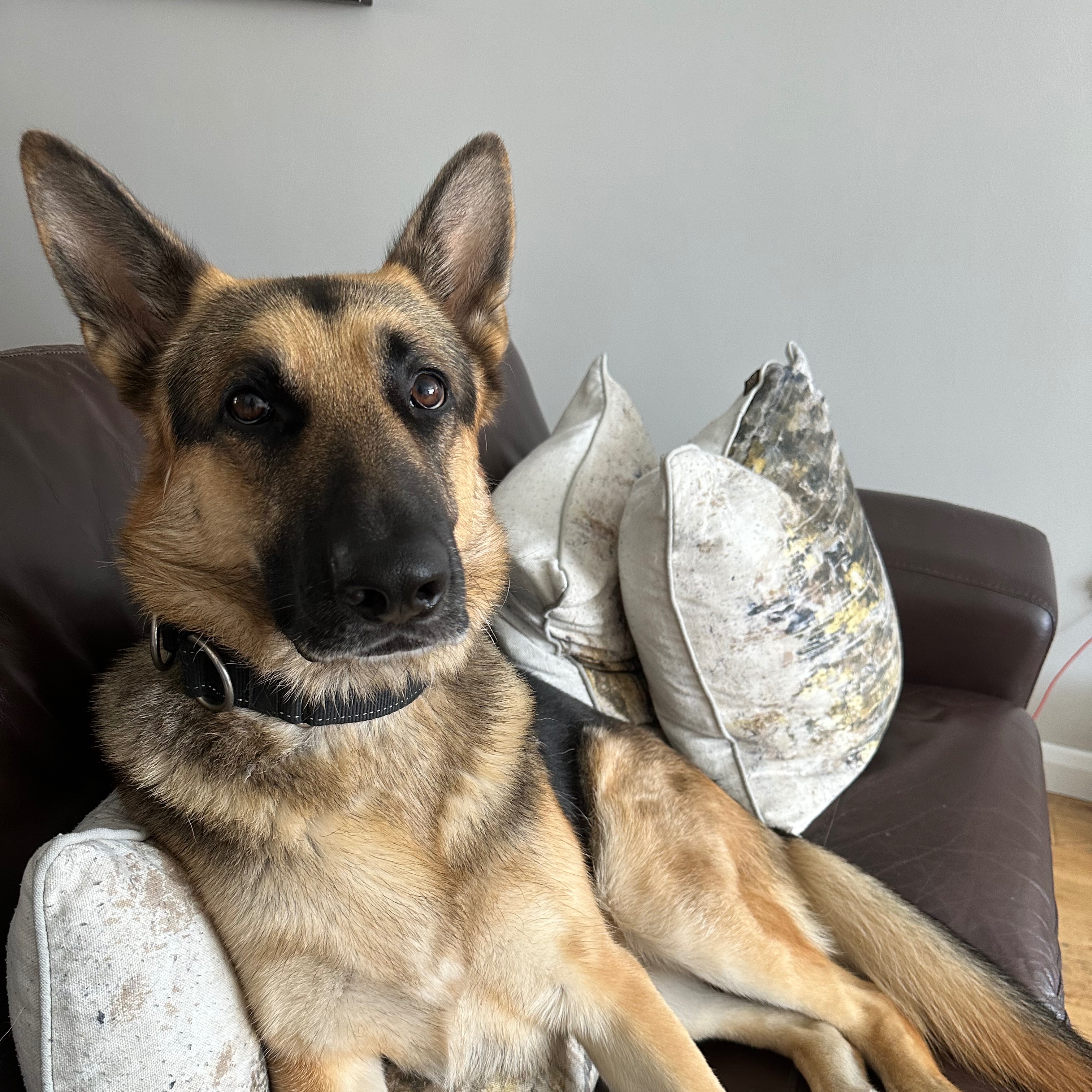 Enzo