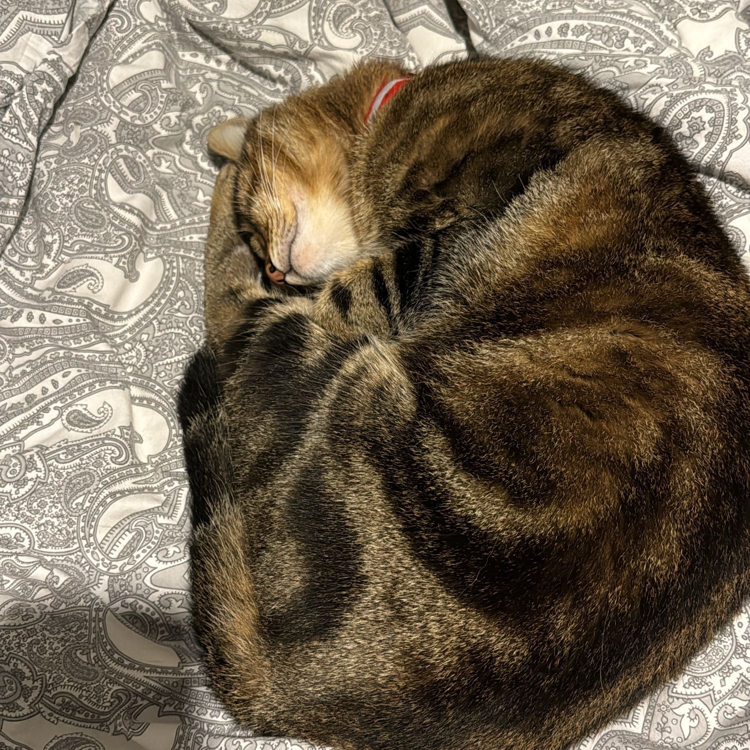 Tigrou