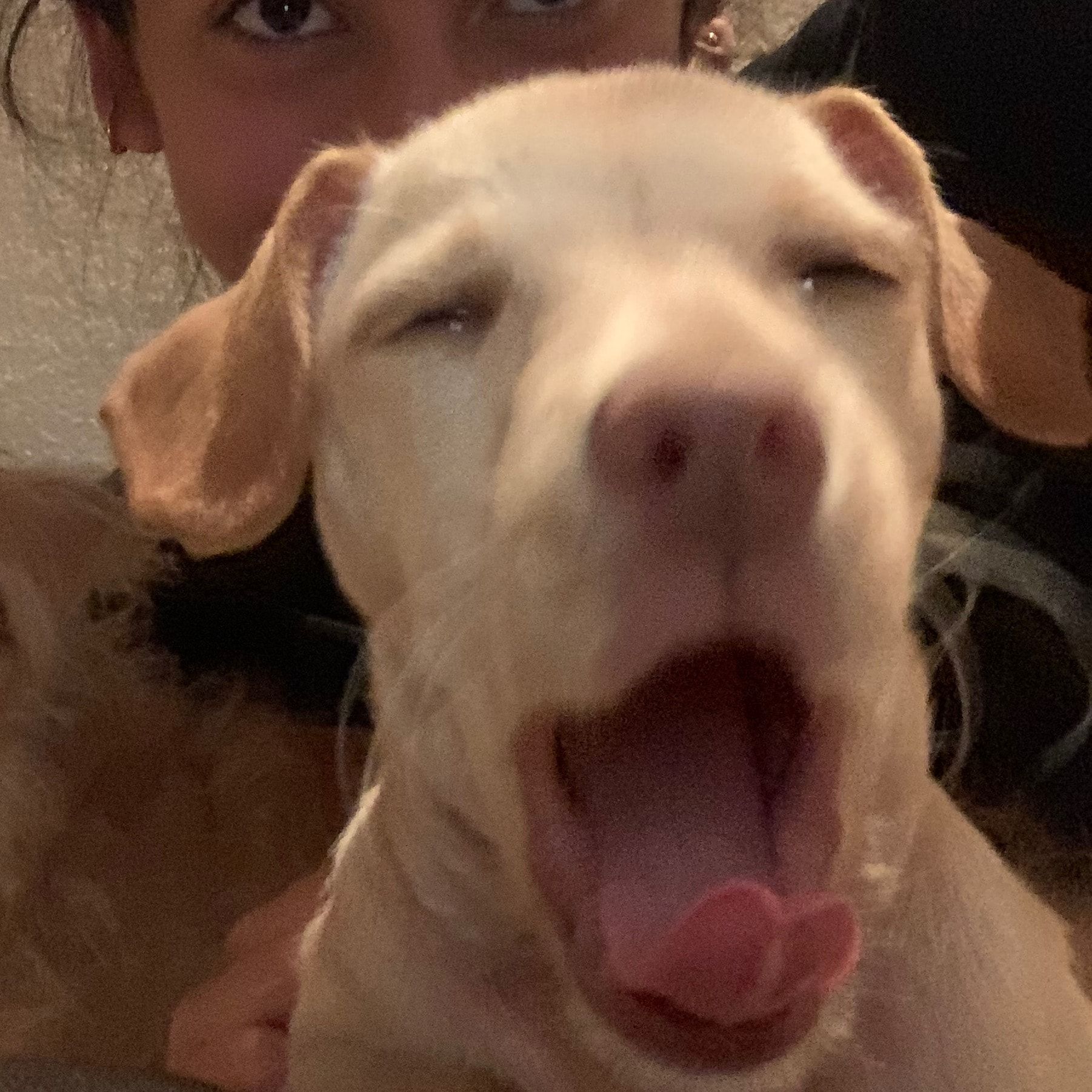 Bea