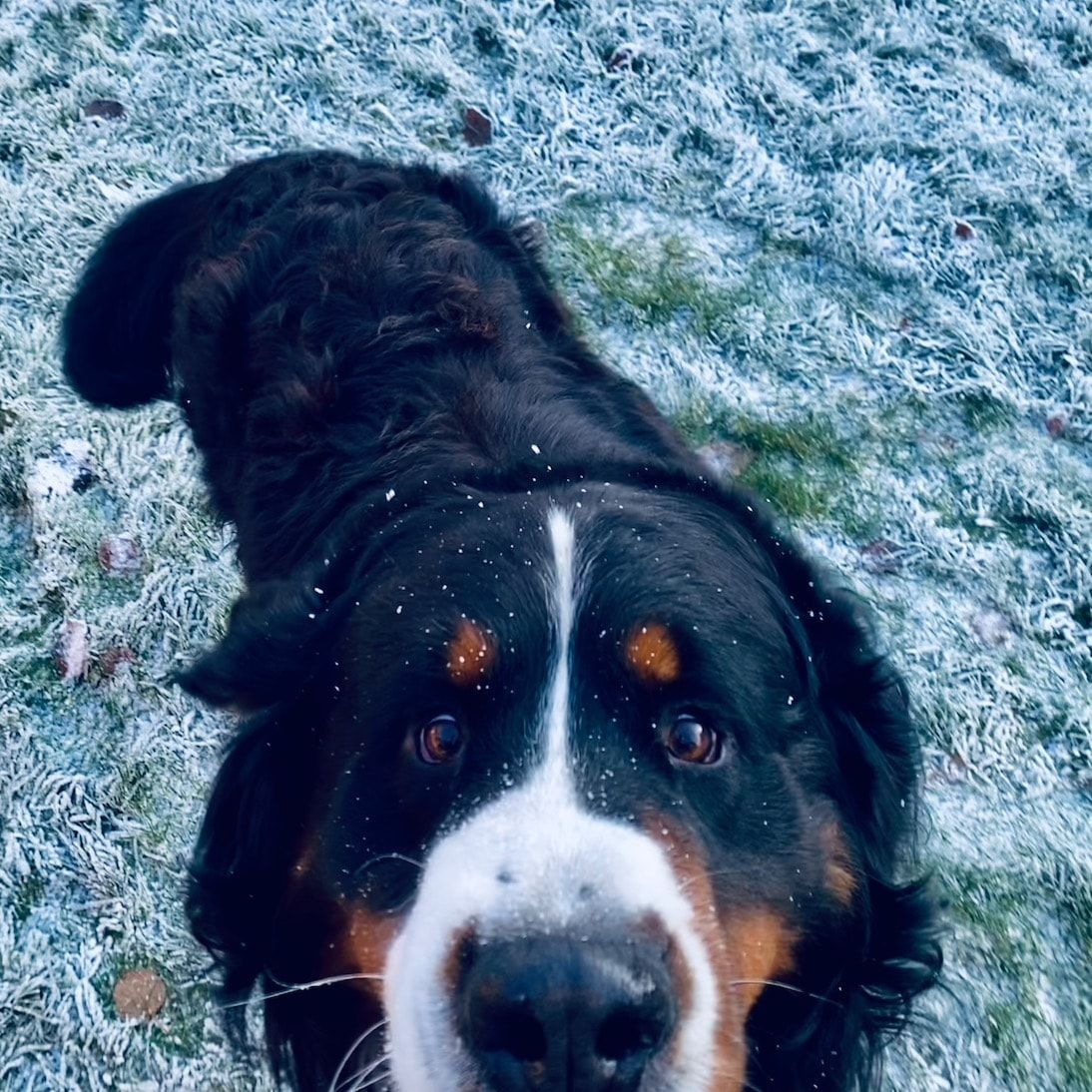 Zeus