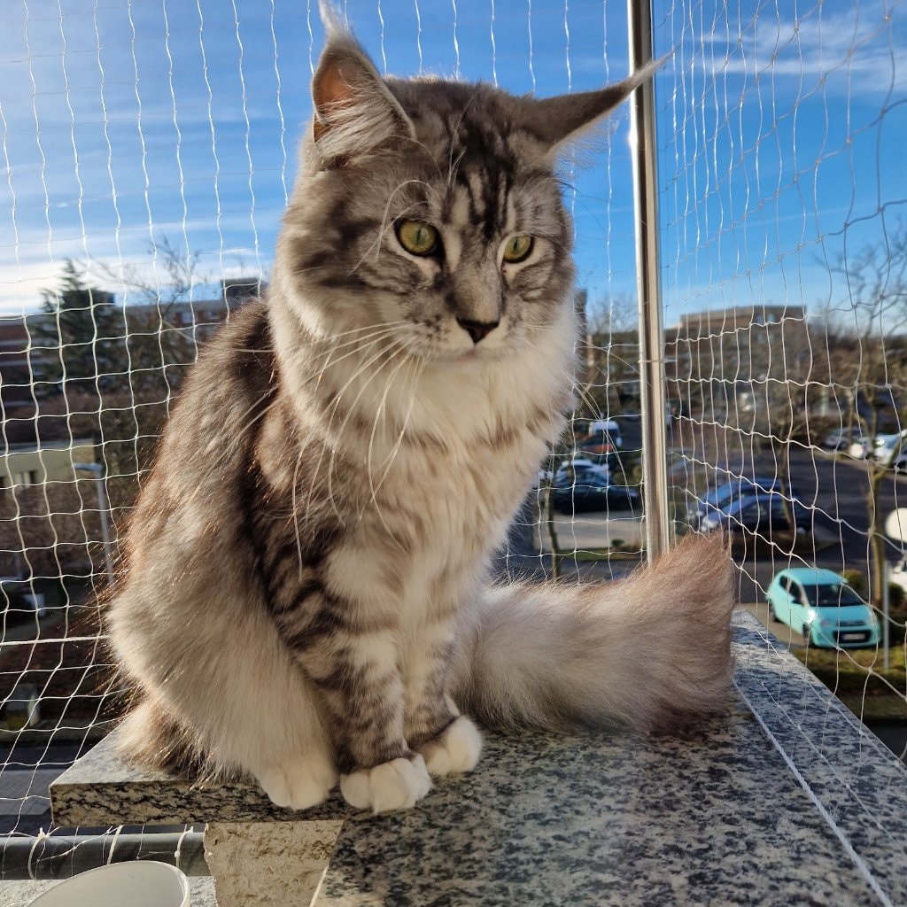 Loki