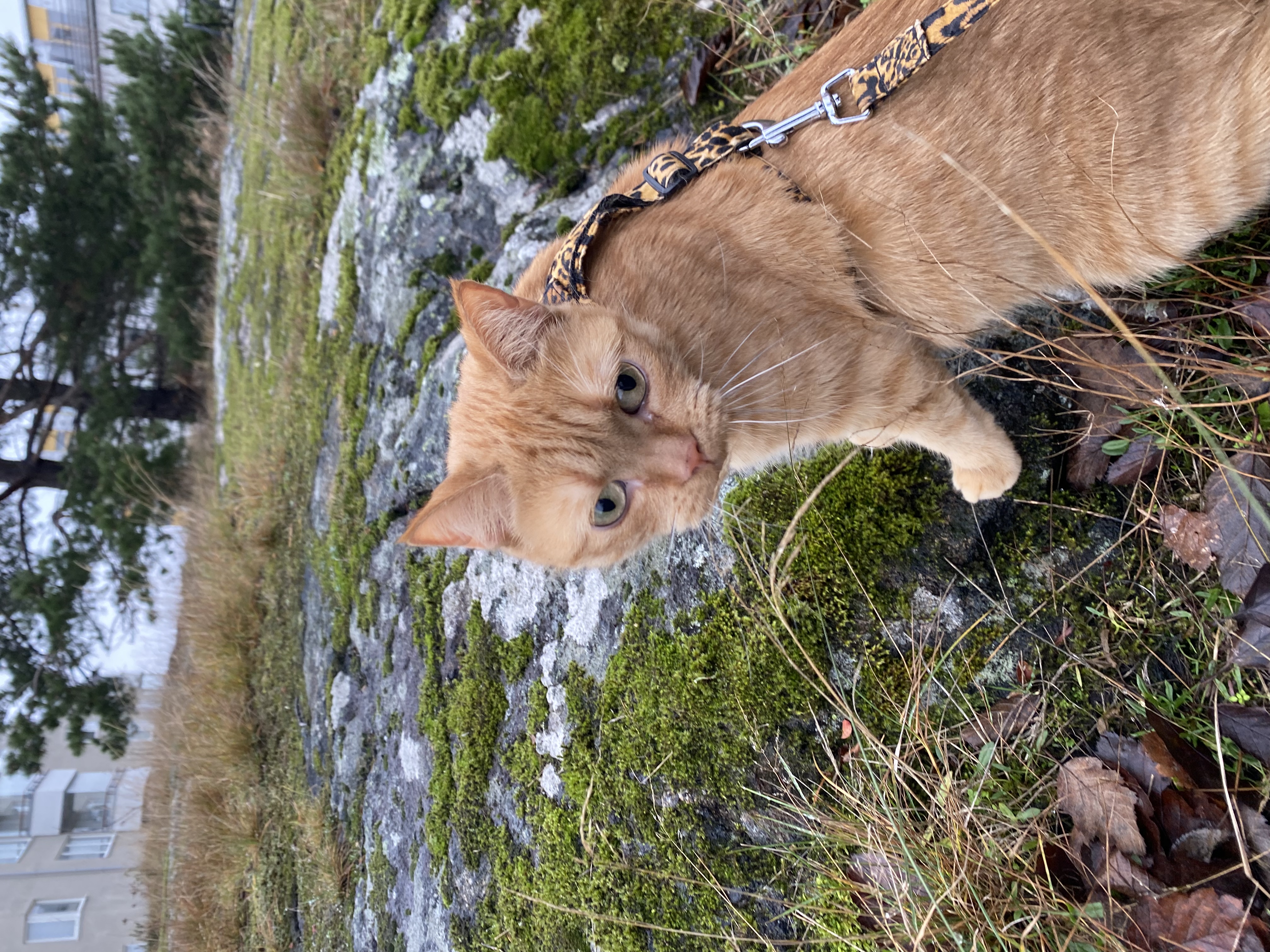 image-5