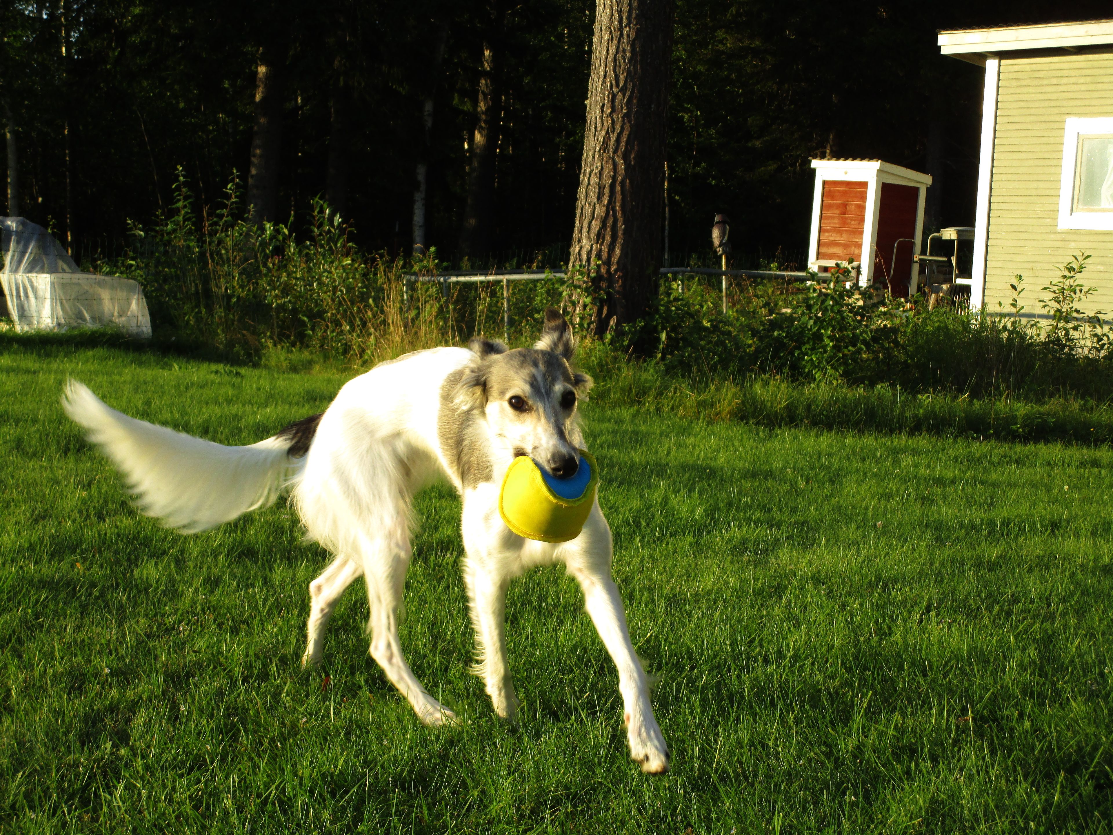 image-7