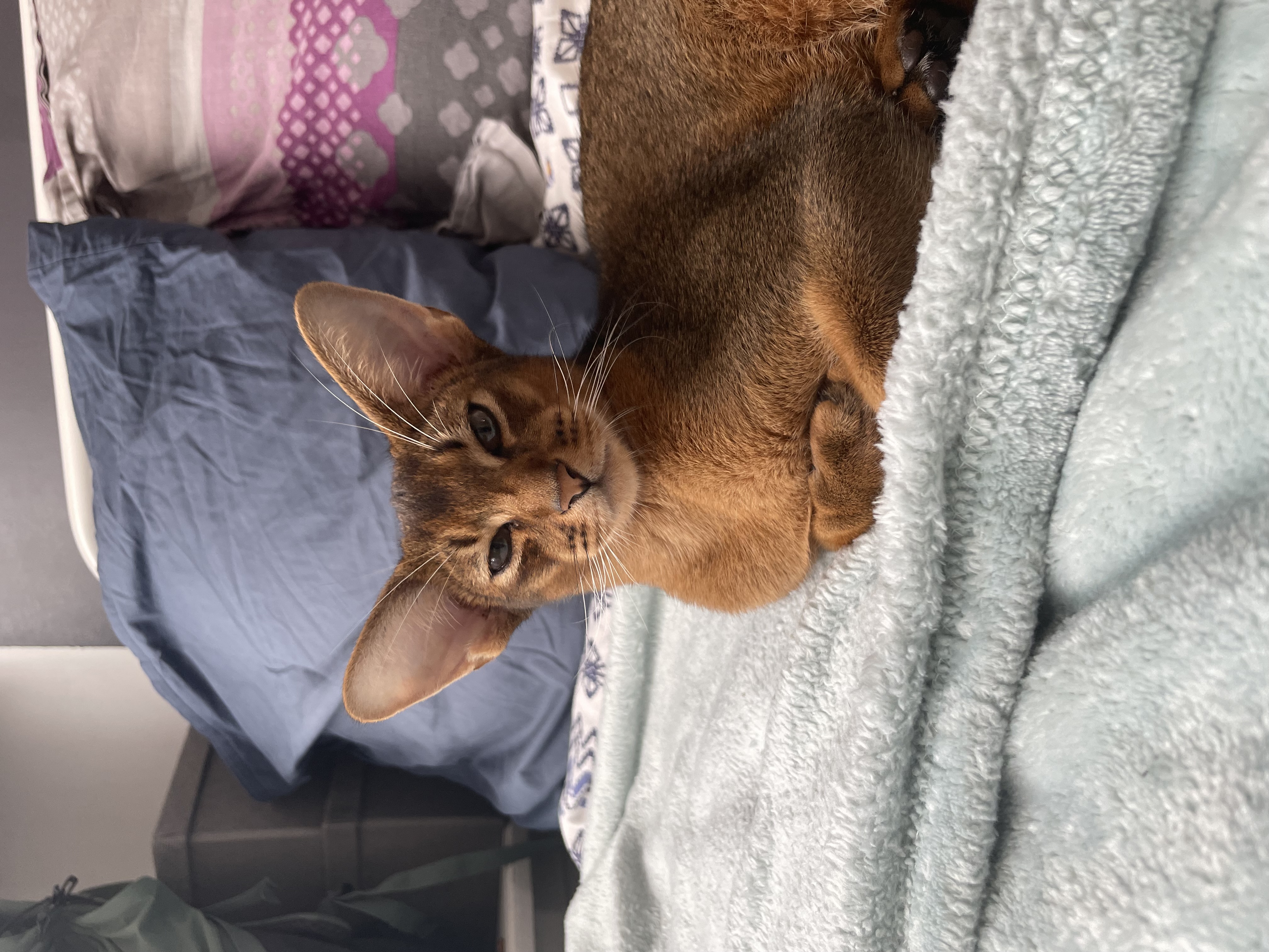 image-6