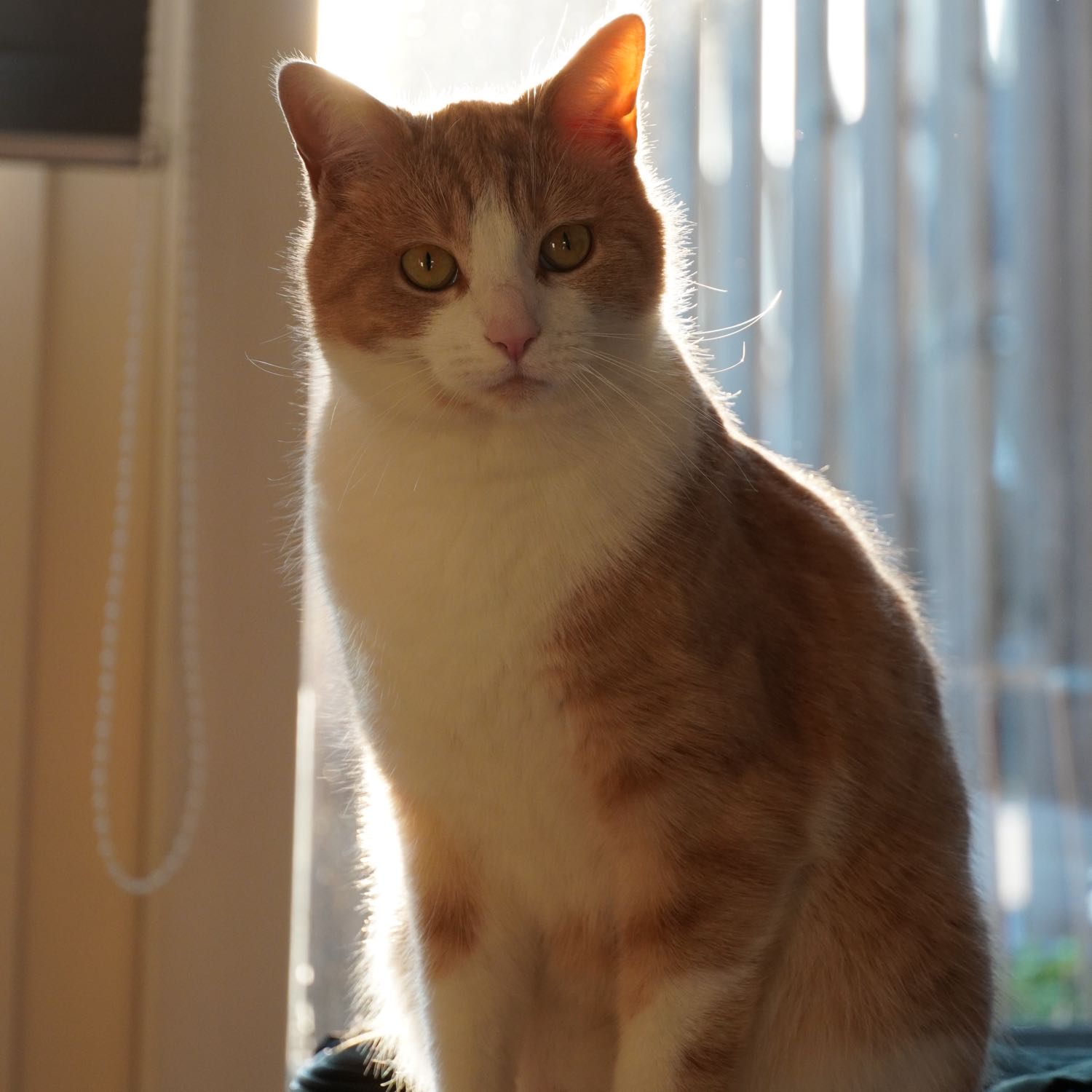 Bowie