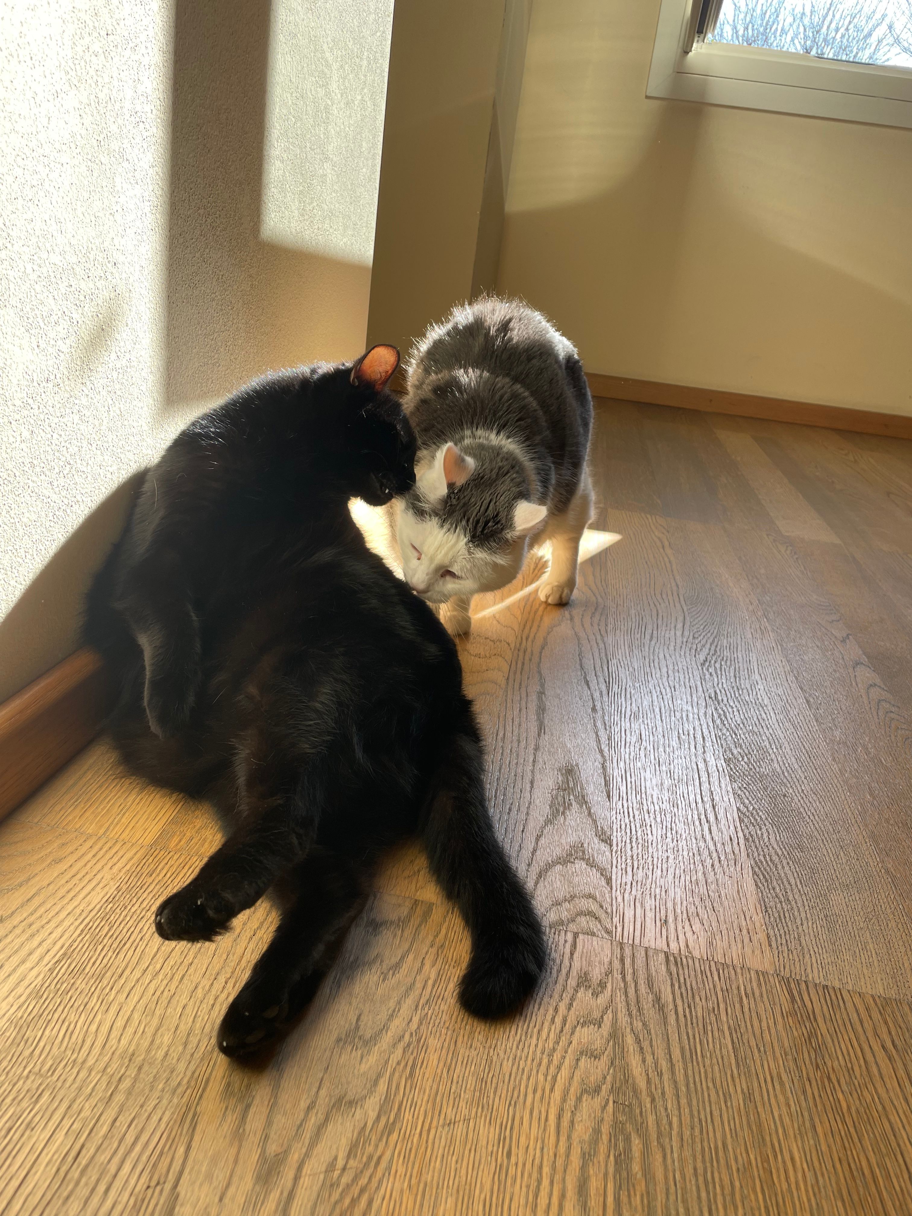 image-7