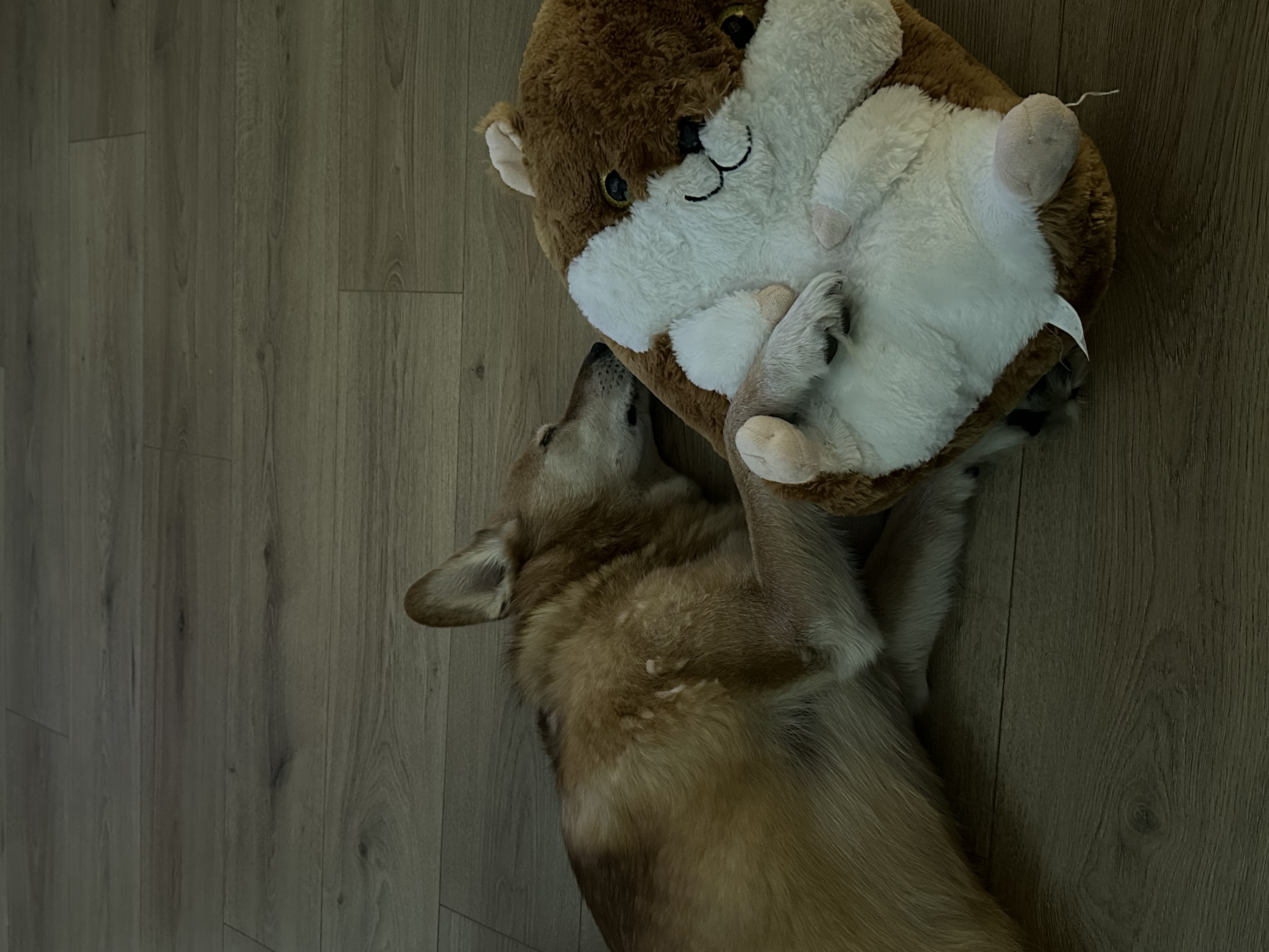 image-4