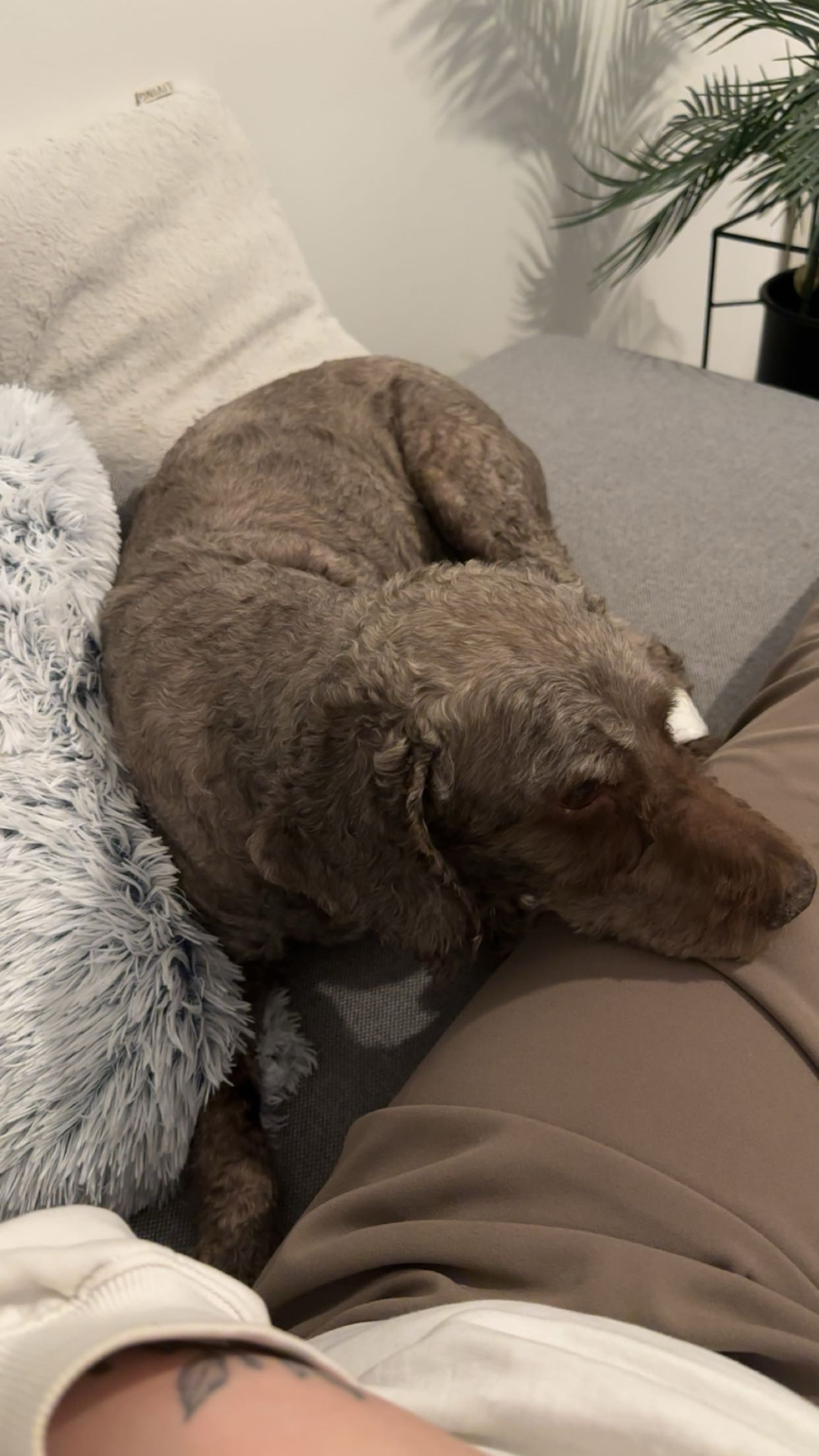 image-8