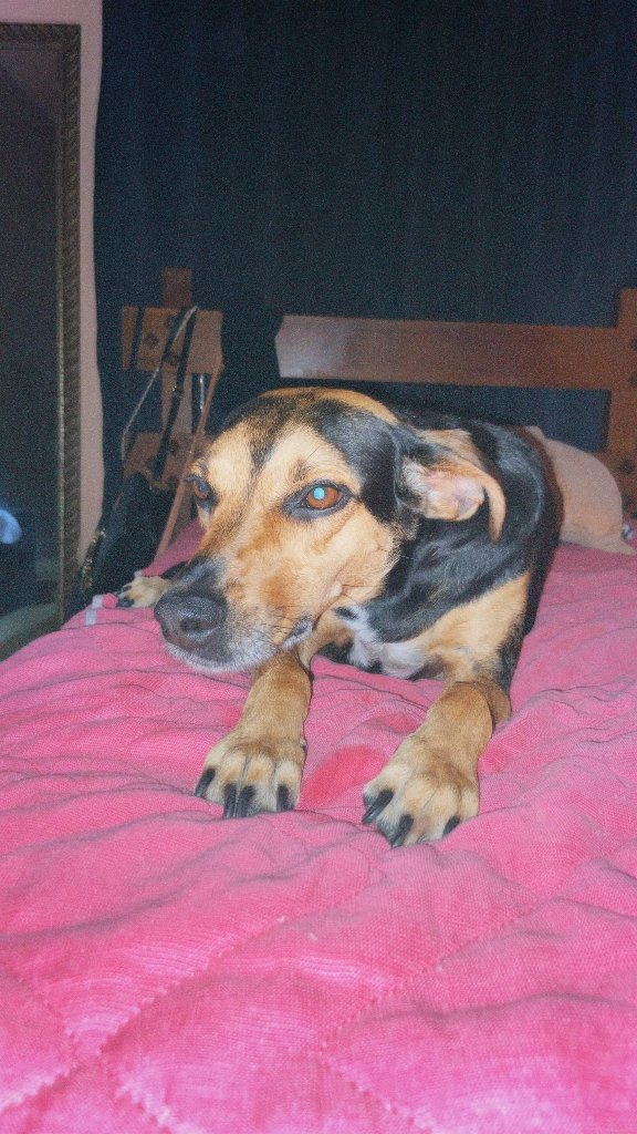 Tété