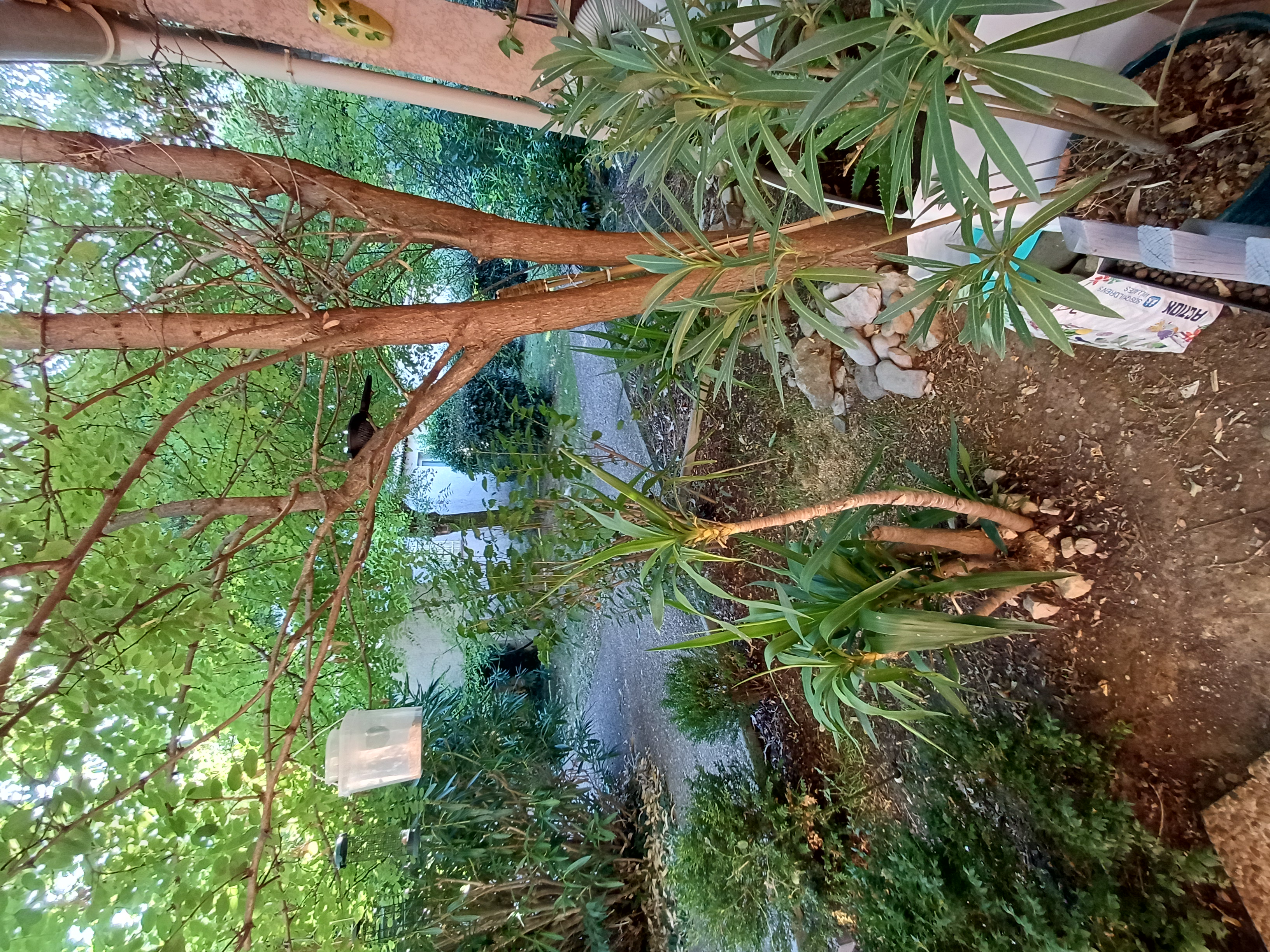 image-19