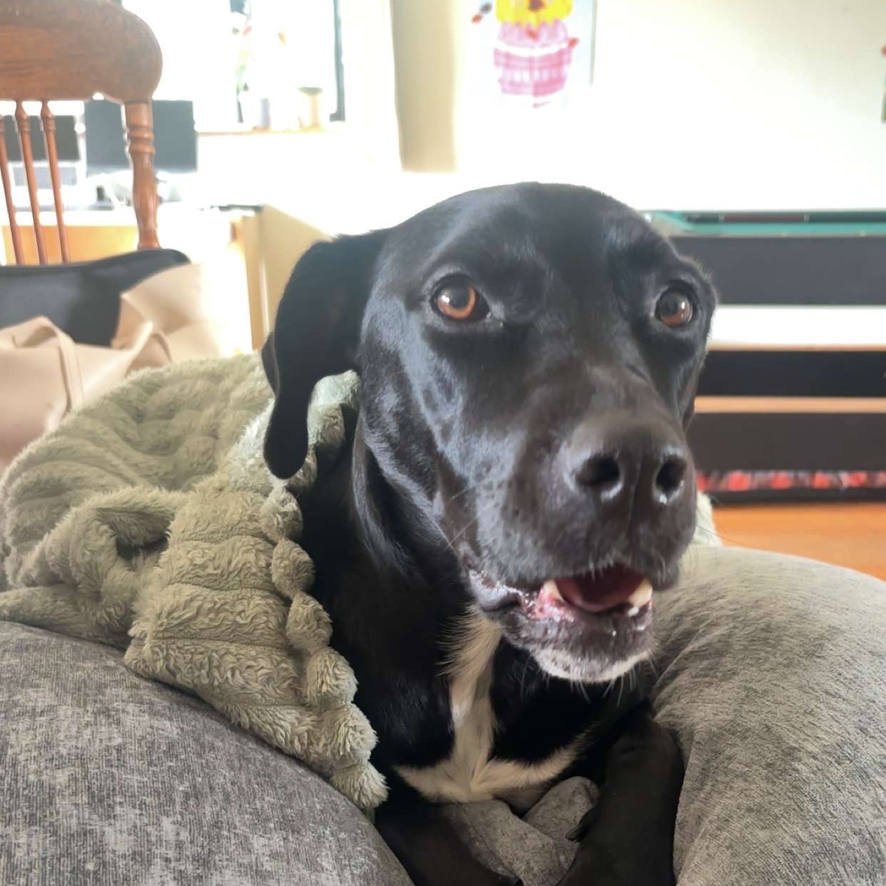 oreo