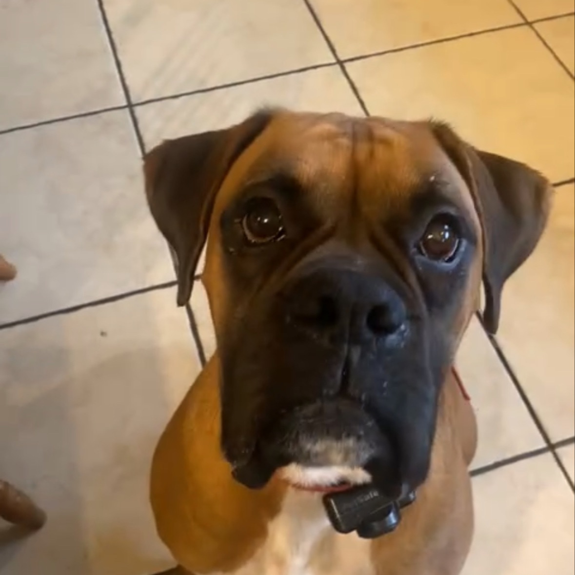 Duke 