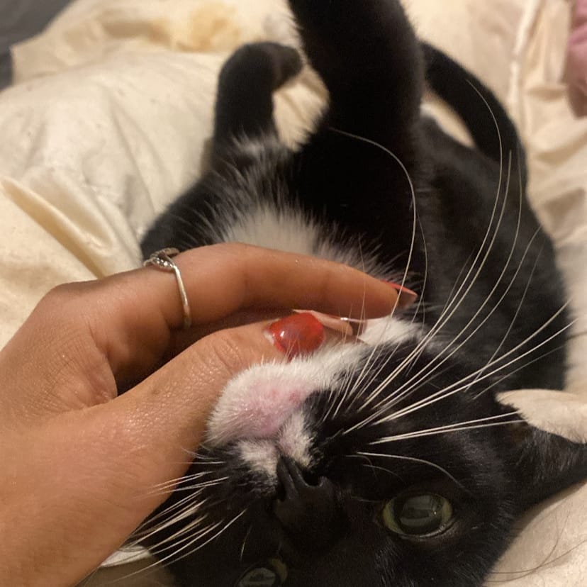 Bella