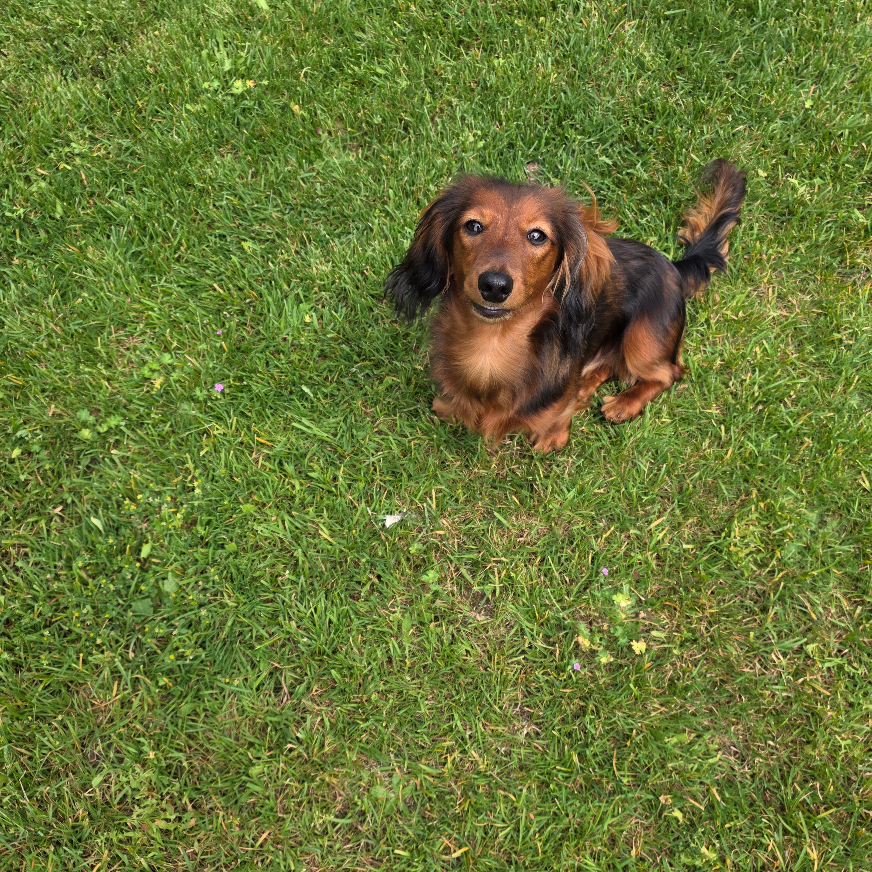 Otis