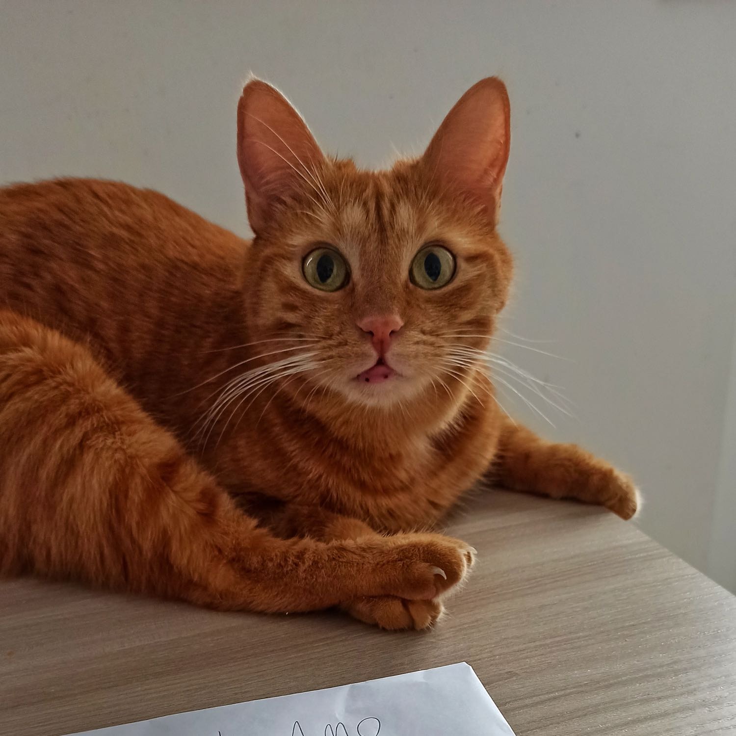 Simba