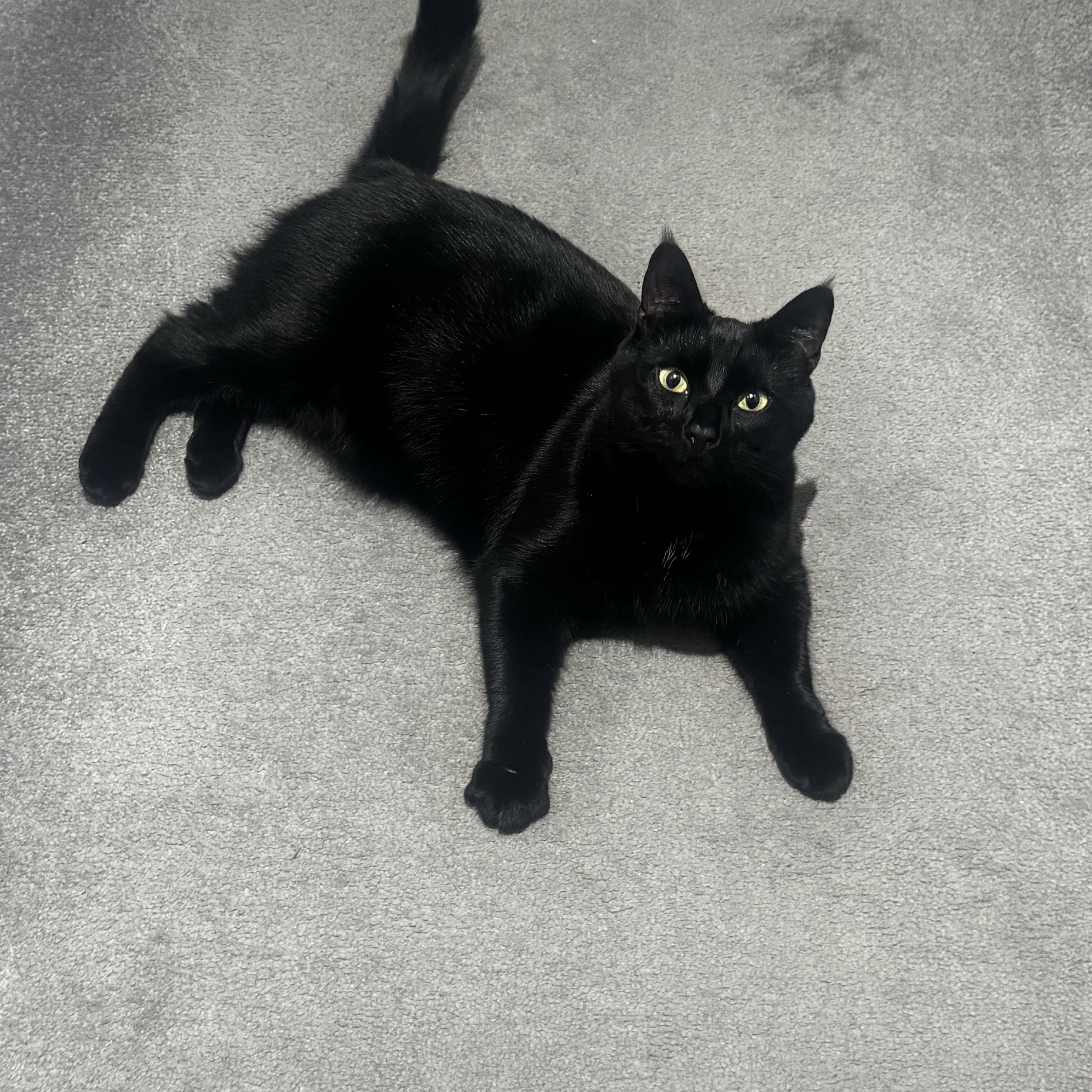 Kobi