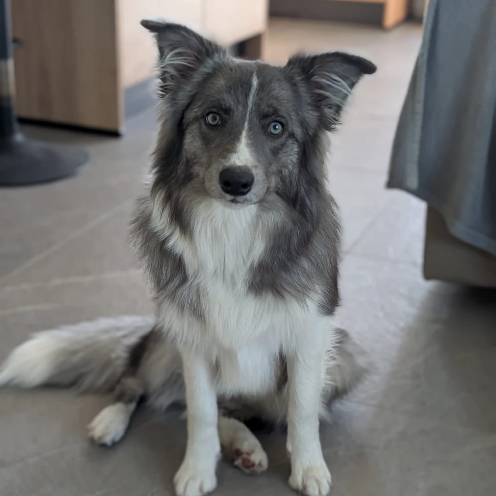 Bella