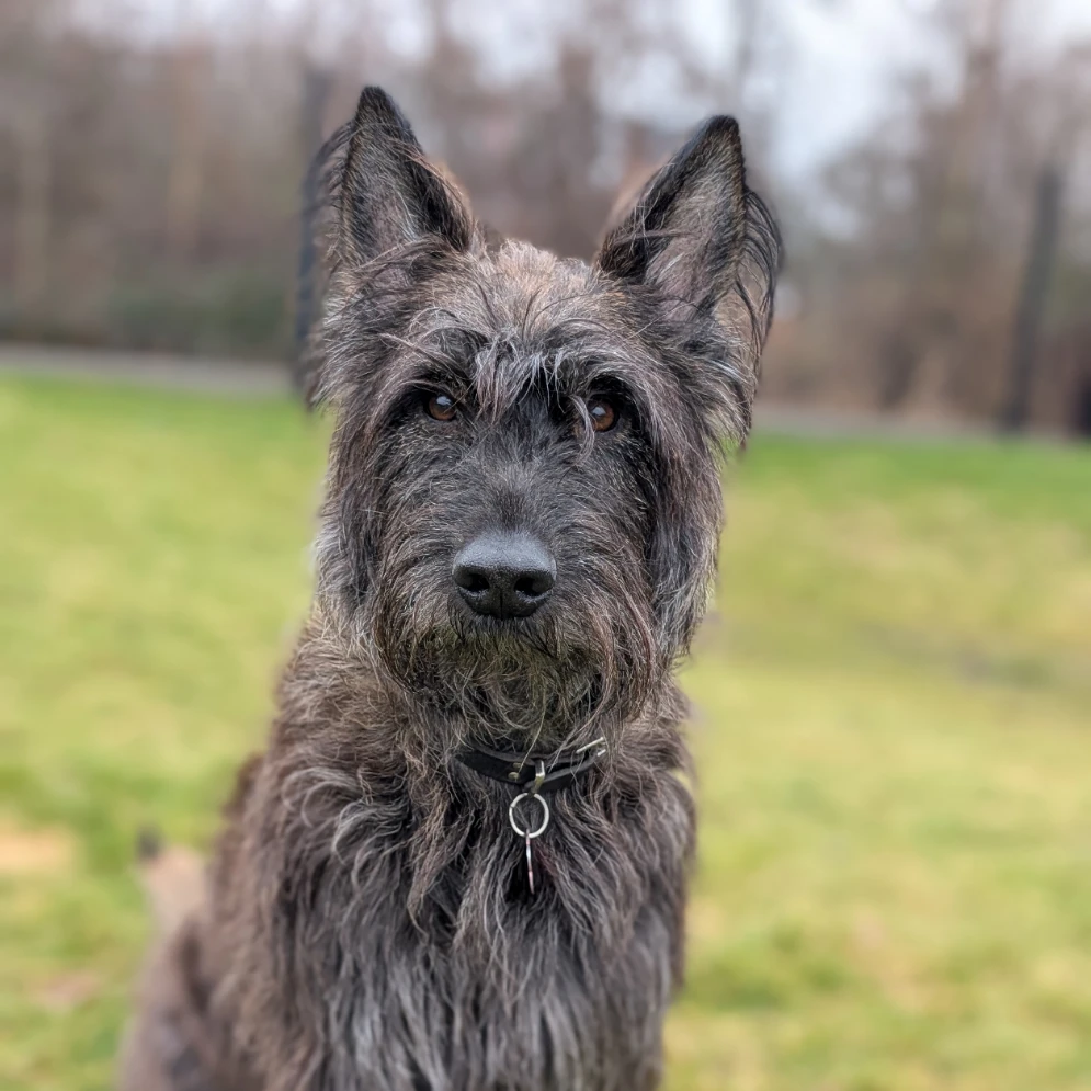Sula